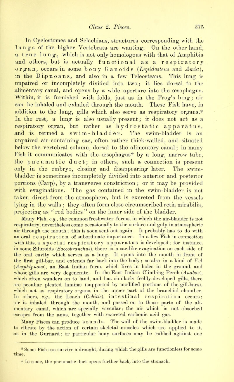 In Cyclostomes and Selachians, structures corresponding with the lungs of th'e higher Vertebrata are wanting. On the other hand, a true lung, which is not only homologous with that of Amphibia and others, but is actually functional as a respiratory organ, occurs in some bo ny G anoids (Lepidosieus and Amia), in the Di.p no an s, and also in a few Teleosteans. This lung is unpaired or incompletely divided into two; it lies dorsal to the alimentary canal, and opens by a wide aperture into the oesophagus. Within, it is furnished with folds, just as in the Frog’s lung; air can be inhaled and exhaled through the mouth. These Fish have, in addition to the lung, gills which also serve as respiratory organs.* In the rest, a lung is also usually present; it does not act as a respiratory organ, but rather as hydrostatic apparatus, and is termed a swim-bladder. The swim-bladder is an unpaired air-containing sac, often rather thick-walled, and situated below the vertebral column, dorsal to the alimentary canal; in many Fish it communicates with the oesophagust by a long, narrow tube, the pneumatic duct; in others, such a connection is present only in the embryo, closing and disappearing later. The swim- bladder is sometimes incompletely divided into anterior and posterior portions (Carp), by a transverse constriction; or it may be provided with evaginations. The gas contained in the swim-bladder is not taken direct from the atmosphere, but is excreted from the vessels lying in the walls ; they often form close circumscribed retia mirabilia, projecting as “red bodies” on the inner side of the bladder. Many Fish, e.g., the common freshwater forms, in which the air-bladder is not respiratory, nevertheless come occasionally to the surface and gulp in atmospheric air through the nlouth ; this is soon sent out again. It probably has to do with an oral respiration of subordinate importance. In a few Fish in connection with this, a special respiratory apparatus is developed; for instance, in some Siluroids (Saccobranchus), there is a sac-like evagination on each side of the oral cavity which serves as a lung. It opens into the mouth in front of the first gill-bar, and extends far back into the body; so also in a kind of Eel (Amphipnous), an East Indian form, which lives in holes in the ground, and whose gills are very degenerate. In the East Indian Climbing Perch (Anabas), which often wanders on to land, and has similarly feebly-developed gills, there are peculiar pleated lamina) (supported by modified portions of the gill-bars), which act as respiratory organs, in the upper part of the branchial chamber. In others, e.g., the Loach (Cobitis), intestinal respiration occurs; air is inhaled through the mouth, and passed on to those parts of the ali- mentary canal, which are specially vascular; the air which is not absorbed •escapes from the anus, together with excreted carbonic acid gas. Many Pisces can produce sounds. The wall of the swim-bladder is made to vibrate by the action of certain skeletal muscles which are applied to it, as in the Gurnard; or particular bony surfaces may be rubbed against one * Some Fish can survive a drought, during which the gills are functionless for some time. f In some, the pneumatic duct opens further back, into the stomach.