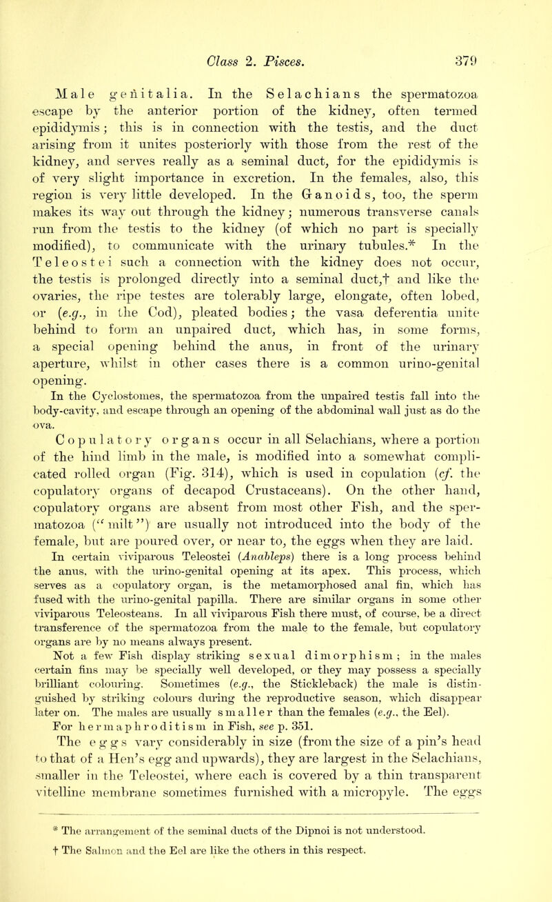 Male genitalia. In the Selachians the spermatozoa escape by the anterior portion of the kidney, often termed epididymis; this is in connection with the testis, and the duct arising from it unites posteriorly with those from the rest of the kidney, and serves really as a seminal duct, for the epididymis is of very slight importance in excretion. In the females, also, this region is very little developed. In the Ganoids, too, the sperm makes its way out through the kidney; numerous transverse canals run from the testis to the kidney (of which no part is specially modified), to communicate with the urinary tubules.* In the Teleostei such a connection with the kidney does not occur, the testis is prolonged directly into a seminal duct,t and like the ovaries, the ripe testes are tolerably large, elongate, often lobed, or (e.g., in the Cod), pleated bodies; the vasa deferentia unite behind to form an unpaired duct, which has, in some forms, a special opening behind the anus, in front of the urinary aperture, whilst in other cases there is a common urino-genital opening. In the Cyclostom.es, the spermatozoa from the impaired testis fall into the body-cavity, and escape through an opening of the abdominal wall just as do the ova. Copulatory organs occur in all Selachians, where a portion of the hind limb in the male, is modified into a somewhat compli- cated rolled organ (Fig. 314), which is used in copulation (cf. the copulatory organs of decapod Crustaceans). On the other hand, copulatory organs are absent from most other Fish, and the sper- matozoa (“milt”)' are usually not introduced into the body of the female, but are poured over, or near to, the eggs when they are laid. In certain viviparous Teleostei (Anableps) there is a long process behind the anus, with the urino-genital opening at its apex. This process, which serves as a copulatory organ, is the metamorphosed anal fin, which has fused with the urino-genital papilla. There are similar organs in some other viviparous Teleosteans. In all viviparous Fish there must, of course, be a direct transference of the spermatozoa from the male to the female, but copulatory organs are by no means always present. Not a few Fish display striking sexual dimorphism; in the males certain fins may be specially well developed, or they may possess a specially brilliant colouring. Sometimes (e.g., the Stickleback) the male is distin- guished by striking colours during the reproductive season, which disappear later on. The males are usually smaller than the females (e.g., the Eel). For hermaphroditism in Fish, see p. 351. The eggs vary considerably in size (from the size of a pin’s head to that of a Hen’s egg and upwards), they are largest in the Selachians, smaller in the Teleostei, where each is covered by a thin transparent vitelline membrane sometimes furnished with a micropyle. The eggs * The arrangement of the seminal ducts of the Dipnoi is not understood, t The Salmon and the Eel are like the others in this respect.