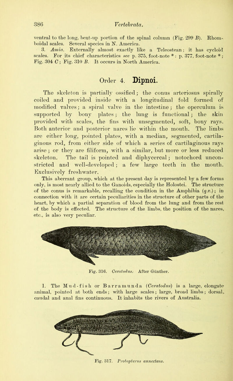 ventral to the long, bent-up portion of the spinal column (Fig. 299 B). Rhom- boidal scales. Several species in 1ST. America. 3. Amia. Externally almost exactly like a Teleostean; it bas cycloid scales. For its chief characteristics see p. 375, foot-note # : p. 377, foot-note * ; Fig. 304 C ; Fig. 310 B. It occurs in North America. Order 4. Dipnoi. The skeleton is partially ossified; the conus arteriosus spirally coiled and provided inside with a longitudinal fold formed of modified valves; a spiral valve in the intestine; the operculum is supported by bony plates; the lung is functional; the skin provided with scales, the fins with unsegmented, soft, bony rays. Both anterior and posterior nares lie within the mouth. The limbs are either long, pointed plates, with a median, segmented, cartila- ginous rod, from either side of which a series of cartilaginous rays arise; or they are filiform, with a similar, but more or less reduced skeleton. The tail is pointed and diphycercal; notochord uncon- stricted and well-developed; a few large teeth in the mouth. Exclusively freshwater. This aberrant group, which at the present day is represented by a few forms only, is most nearly allied to the Ganoids, especially the Holostei. The structure of the conus is remarkable, recalling the condition in the Amphibia (q.v.); in connection with it are certain peculiarities in the structure of other parts of the heart, by which a partial separation of blood from the lung and from the rest of the body is effected. The structure of the limbs, the position of the nares, etc., is also very peculiar. Fig. 316. Ceratodus. After Gunther. 1. The Mud-fish or Barramunda (Ceratodus) is a large, elongate animal, pointed at both ends; with large scales; large, broad limbs; dorsal, caudal and anal fins continuous. It inhabits the rivers of Australia. Fig. 317. Protopterus annectens.