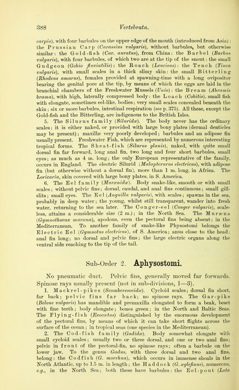 carpio), with four barbules on the upper edge of the mouth (introduced from Asia) : the Prussian Carp (Carassius vulgaris), without barbules, but otherwise similar: the Gold-fish (Car. auratus), from China: the Barbel (Barbus vulgaris), with four barbules, of which two are at the tip of the snout: the small Gudgeon (Gobio fiuviatilis): the Roach (Leucisus) : the Tench (Tinea vulgaris), with small scales in a thick slimy skin: the small Bitter ling (Bhodeus amarus), females provided at spawning-time with a long ovipositor bearing the genital pore at the tip, by means of which the eggs are laid in the branchial chambers of the Freshwater Mussels (TJnio) : the Bream (Abramis brama), with high, laterally compressed body: the Loach (Cobitis), small fish with elongate, sometimes eel-like, bodies; very small scales concealed beneath the skin ; six or more barbules, intestinal respiration (see p. 375). All these, except the Gold-fish and the Bitterling, are indigenous to the British Isles. 5. The Silurus family (Siluridx). The body never has the ordinary scales; it is either naked, or provided with large bony plates (dermal denticles may be present); maxillae very poorly developed; barbules and an adipose fin usually present. Freshwater Fish, which are represented by numerous interesting tropical forms. The Sheat-fish (Silurus glanis), naked, with quite small dorsal fin far forward, long anal fin, two long and four short barbules, small eyes; as much as 4 m. long; the only European representative of the family, occurs in England. The electric Silurid (Malapterurus electricus), with adipose fin (but otherwise without a dorsal fin), more than 1 m. long, in Africa. The Loricaria, skin covered with large bony plates, in S. America. 6. The Eel family (Murxnidx). Body snake-like, smooth or with small scales; without pelvic fins; dorsal, caudal, and anal fins continuous; small gill- slits ; small eyes. The Eel (Anguilla vulgaris), with scales ; spawns in the sea, probably in deep water; the young, whilst still transparent, wander into fresh water, returning to the sea later. The Conger-eel (Conger vulgaris), scale- less, attains a considerable size (2 m.); in the North Sea. The Mur sen a (Gymnothorax murxna), apodous, even the pectoral fins being absent; in the Mediterranean. To another family of snake-like Physostomi belongs the Electric Eel (Gymnotus electricus), of S. America; anus close to the head; anal fin long; no dorsal and pelvic fins; the large electric organs along the ventral side reaching to the tip of the tail. Sub-Order 2. Aphysostomi. No pneumatic duct. Pelvic fins, generally moved far forwards. Spinose rays usually present (not in sub-divisions, 1—3). 1. Mackrel-pikes (Scomberesocidx). Cycloid scales; dorsal fin short, far back ; pelvic fins far back; no spinose rays. The G a r - p i k e (Belone vulgaris) has mandible and premaxilla elongated to form a beak, beset with fine teeth; body elongate; bones green; in the North and Baltic Seas. The Flying-fish (Exocoetus) distinguished by the enormous development of the pectoral fins, by means of which it can take short flights across the surface of the ocean ; in tropical seas (one species in the Mediterranean). 2. The Cod-fish family (Gadidx). Body somewhat elongate with small cycloid scales; usually two or three dorsal, and one or two anal fins; pelvic in front of the pectoral-fin, no spinose rays; often a barbule on the lower jaw. To the genus Gadus, with three dorsal and two anal fins, belong: the Codfish (G. morrhua), which occurs in immense shoals in the North Atlantic, up to 1.5 m. in length ; the Haddock (G. xglefinus), numerous, e.g., in the North Sea; both these have barbules: the Eel-pout (Lota