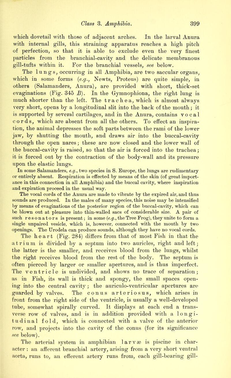 which dovetail with those of adjacent arches. In the larval Annra with internal gills, this straining apparatus reaches a high pitch of perfection, so that it is able to exclude even the very finest particles from the branchial-cavity and the delicate membranous gill-tufts within it. For the branchial vessels, see below. The lungs, occurring in all Amphibia, are two saccular organs, which in some forms (e.g., Newts, Proteus) are quite simple, in others (Salamanders, Anura), are provided with short, thick-set evaginations (Fig. 345 B). In the Grymnophiona, the right lung is much shorter than the left. The trachea, which is almost always very short, opens by a longitudinal slit into the back of the mouth; it is supported by several cartilages, and in the Anura, contains vocal cords, which are absent from all the others. To effect an inspira- tion, the animal depresses the soft parts between the rami of the lower jaw, by shutting the mouth, and draws air into the buccal-cavity through the open nares; these are now closed and the lower wall of the buccal-cavity is raised, so that the air is forced into the trachea; it is forced out by the contraction of the body-wall and its pressure upon the elastic lungs. In some Salamanders, e.g., two species in S. Europe, the lungs are rudimentary or entirely absent. Respiration is effected by means of the skin (of great import- ance in this connection in all Amphibia) and the buccal cavity, where inspiration and expiration proceed in the usual way. The vocal cords of the Anura are made to vibrate by the expired air, and thus sounds are produced. In the males of many species, this noise may be intensified by means of evaginations of the posterior region of the buccal-cavity, which can be blown out at pleasure into thin-walled sacs of considerable size. A pair of such resonators is present; in some {e.g., the Tree Frog), they unite to form a single unpaired vesicle, which is, however, connected with the mouth by two openings. The Urodela can produce sounds, although they have no vocal cords. The heart (Fig. 284) differs from that of most Fish in that the atrium is divided by a septum into two auricles, right and left; the latter is the smaller, and receives blood from the lungs, whilst the right receives blood from the rest of the body. The septum is often pierced by larger or smaller apertures, and is thus imperfect. The ventricle is undivided, and shows no trace of separation; as in Fish, its wall is thick and spongy, the small spaces open- ing into the central cavity; the auriculo-ventricular apertures are guarded by valves. The conus arteriosus, which arises in front from the right side of the ventricle, is usually a well-developed tube, somewhat spirally curved. It displays at each end a trans- verse row of valves, and is in addition provided with a longi- tudinal fold, which is connected with a valve of the anterior row, and projects into the cavity of the conus (for its significance see below). The arterial system in amphibian larvae is piscine in char- acter : an afferent branchial artery, arising from a very short ventral aorta, runs to, an efferent artery runs from, each gill-bearing gill-