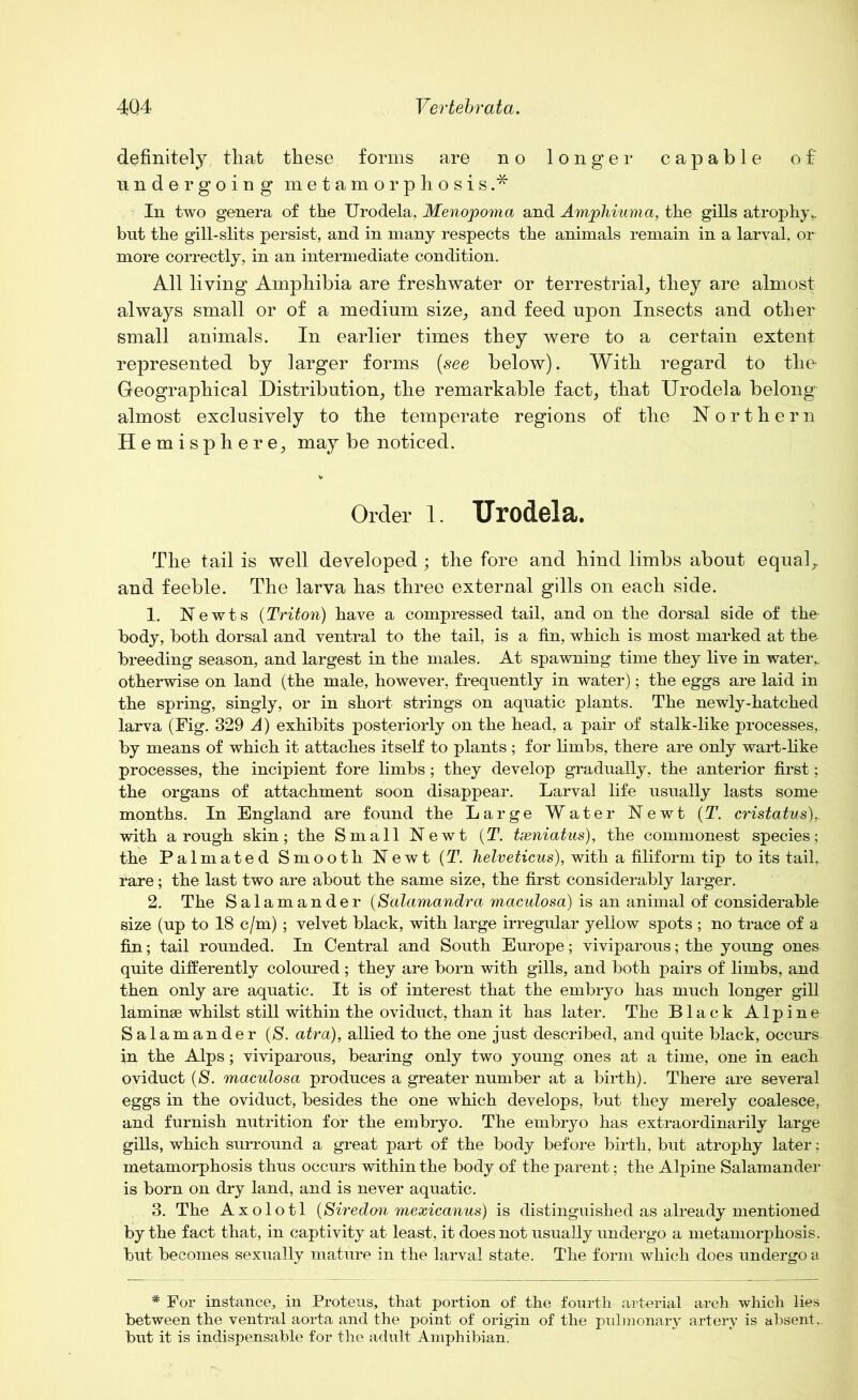 definitely that these forms are no longer capable of undergoing metamorphosis.* In two genera of the Urodela, Menopoma and Amphiuma, the gills atrophy., but the gill-slits persist, and in many respects the animals remain in a larval, or more correctly, in an intermediate condition. All living Amphibia are freshwater or terrestrial, they are almost always small or of a medium size, and feed upon Insects and other small animals. In earlier times they were to a certain extent represented by larger forms (see below). With regard to the Geographical Distribution, the remarkable fact, that Urodela belong almost exclusively to the temperate regions of the Northern H e m i s p h ere, may be noticed. Order l. Urodela. The tail is well developed; the fore and hind limbs about equal,, and feeble. The larva has three external gills on each side. 1. Newts (Triton) have a compressed tail, and on the dorsal side of the- body, both dorsal and ventral to the tail, is a fin, which is most marked at tho breeding season, and largest in the males. At spawning time they five in water,, otherwise on land (the male, however, frequently in water); the eggs are laid in the spring, singly, or in short strings on aquatic plants. The newly-hatched larva (Fig. 329 A) exhibits posteriorly on the head, a pair of stalk-like processes, by means of which it attaches itself to plants ; for limbs, there are only wart-like processes, the incipient fore limbs ; they develop gradually, the anterior first; the organs of attachment soon disappear. Larval life usually lasts some months. In England are found the Large Water Newt (T. cristatus), with a rough skin; the Small Newt (T. txniatus), the commonest species; the Palmated Smooth Newt (T. helveticus), with a filiform tip to its tail, rare; the last two are about the same size, the first considerably larger. 2. The Salamander {Salamandra maculosa) is an animal of considerable size (up to 18 c/m); velvet black, with large irregular yellow spots ; no trace of a fin; tail rounded. In Central and South Europe; viviparous; the young ones quite differently coloured ; they are born with gills, and both pairs of limbs, and then only are aquatic. It is of interest that the embryo has much longer gill laminae whilst still within the oviduct, than it has later. The Black Alpine Salamander (8. atra), allied to the one just described, and quite black, occurs in the Alps; viviparous, bearing only two young ones at a time, one in each oviduct (8. maculosa produces a greater number at a birth). There are several eggs in the oviduct, besides the one which develops, but they merely coalesce, and furnish nutrition for the embryo. The embryo has extraordinarily large gills, which suiTOund a great part of the body before birth, but atrophy later; metamorphosis thus occurs within the body of the parent; the Alpine Salamander is born on dry land, and is never aquatic. 3. The Axolotl (Siredon mexicanus) is distinguished as already mentioned by the fact that, in captivity at least, it does not usually undergo a metamorphosis, but becomes sexually mature in the larval state. The form which does undergo a * For instance, in Proteus, that portion of the fourth arterial arch which lies between the ventral aorta and the point of origin of the pulmonary artery is absent., but it is indispensable for the adult Amphibian.