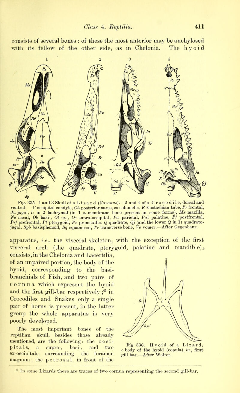 consists of several bones : of these the most anterior may be anchylosed with its fellow of the other side, as in Chelonia. The hyoid 1 2 3 4 Fig. 335. 1 and 3 Skull of a L i z a r d (Varanus).—2 and 4 of a Crocodile, dorsal and ventral. C occipital condyle, Ch posterior nares, co columella, E Eustachian tube, Fr frontal, Ju jugal, L in 2 lachrymal (in 1 a membrane bone present in some forms), Mx maxilla* Na nasal, Ob basi-, 01 ex-, Os supra-occipital, Pa parietal, Pal palatine, Pf postfrontal, Prf prefrontal, Pt pterygoid, Px premaxilla. Q quadrate, Qj (and the lower Q in 1) quadrato- jugal, Spb basisphenoid, Sq squamosal, Tv transverse bone, Vo vomer.—After Gegenbaur. apparatus, i.e., the visceral skeleton, with the exception visceral arch (the quadrate, pterygoid, palatine and consists,in the Chelonia and Lacertilia, of an unpaired portion, the body of the hyoid, corresponding to the basi- branchials of Fish, and two pairs of cornua which represent the hyoid and the first gill-bar respectively ;* in Crocodiles and Snakes only a single pair of horns is present, in the latter group the whole apparatus is very poorly developed. The most important hones of the reptilian skull, besides those already mentioned, are the following : the o c c i - pitals, a supra-, basi-, and two ex-occipitals, surrounding the foramen magnum; the petrosal, in front of the of the first mandible) > Fig. 336. Hyoid of a Lizard. c body of the hyoid (copula), br} first gill bar.—After Walter. * In some Lizards there are traces of two cornua representing the second gill-bar.