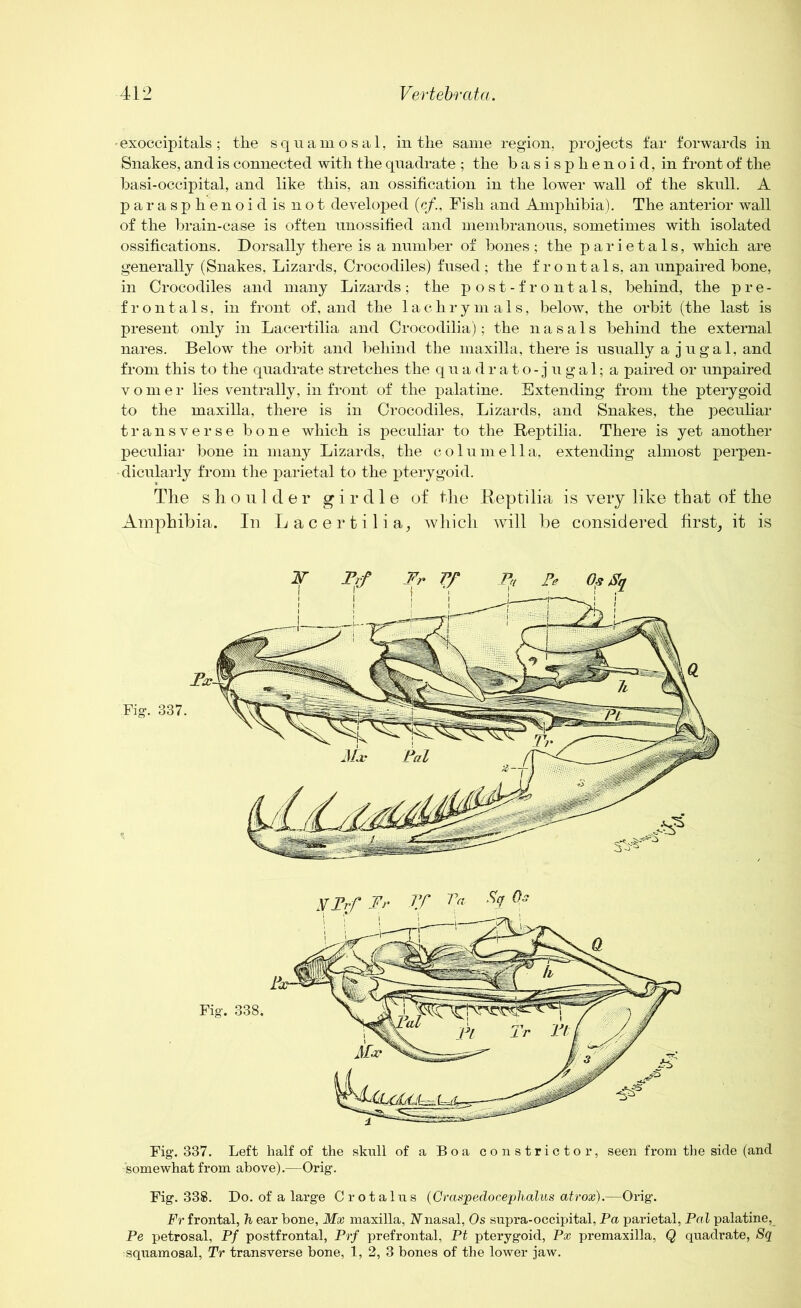 -exdccipitals; the squamosal, in the same region, projects far forwards in Snakes, and is connected with the quadrate ; the basisphenoid, in front of the basi-occipital, and like this, an ossification in the lower wall of the skull. A parasphenoidisnot developed (c/., Fish and Amphibia). The anterior wall of the brain-case is often unossified and membranous, sometimes with isolated ossifications. Dorsally there is a number of bones ; the parietals, which are generally (Snakes, Lizards, Crocodiles) fused; the frontals, an unpaired bone, in Crocodiles and many Lizards; the p ost-f rontals, behind, the pre- frontals, in front of, and the lachrymals, below, the orbit (the last is present only in Lacertilia and Crocodilia); the nasals behind the external nares. Below the orbit and behind the maxilla, there is usually a jugal, and from this to the quadrate stretches the quadrato-jugal; a paired or unpaired vomer lies ventrally, in front of the palatine. Extending from the pterygoid to the maxilla, there is in Crocodiles, Lizards, and Snakes, the peculiar transverse bone which is peculiar to the Reptilia. There is yet another peculiar bone in many Lizards, the columella, extending almost perpen- dicularly from the parietal to the pterygoid. The shoulder girdle of the Reptilia is very like that of the Amphibia. In Lacertilia, which will be considered first, it is Fig. 337. Left half of the skull of a Boa constrictor, seen from the side (and somewhat from above).—Orig. Fig. 338. Do. of a large Crotalus (Craspedoceplialus atrox).—Orig*. Fr frontal, h ear bone, Mx maxilla, Nnasal, Os supra-occipital, Pa parietal, Pal palatine, Pe petrosal, Pf postfrontal, Prf prefrontal, Pt pterygoid, Px premaxilla, Q quadrate, Sq squamosal, Tr transverse bone, 1, 2, 3 bones of the lower jaw.