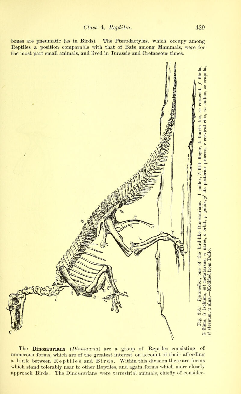 bones are pneumatic (as in Birds). The Pterodactyles, which occupy among Reptiles a position comparable with that of Bats among Mammals, were for the most part small animals, and lived in Jurassic and Cretaceous times. The Dinosaurians (Dinosauria) are a group of Reptiles consisting of numerous forms, which are of the greatest interest on account of their affording a link between Reptiles and Birds. Within this division there are forms which stand tolerably near to other Reptiles, and again, forms which more closely approach Birds. The Dinosaurians were terrestrial animals, chiefly of consider-