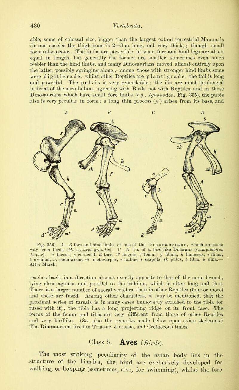 able, some of colossal size, bigger than the largest extant terrestrial Mammals (in one species the thigh-bone is 2—3 m. long, and very thick); though small forms also occur. The limbs are powerful; in some, fore and hind legs are about equal in length, but generally the former are smaller, sometimes even much feebler than the hind limbs, and many Dinosaurians moved almost entirely upon the latter, possibly springing along ; among those with stronger hind limbs some were digitigrade, whilst other Reptiles are plantigrade; the tail is long and powerful. The pelvis is very remarkable; the ilia are much prolonged in front of the acetabulum, agreeing with Birds not with Reptiles, and in those Dinosaurians which have small fore limbs (e.g., Iguanodon, Fig. 355), the pubis .also is very peculiar in form: a long thin process (p') arises from its base, and A B Fig. 356. A—B fore and hind limbs of one of the Dinosaurians, which are some way from birds (Morosaurus grandis). C—D Do. of a bird-like Dinosaur (Camptonotus dispar), a tarsus, c coracoid, d toes, d' fingers, / femur, g fibula, h humerus, i ilium, k ischium, m metatarsus, m’ metacarpus, r radius, s scapula, sk pubis, t tibia, u ulna.— After Marsh. reaches back, in a direction almost exactly opposite to that of the main branch, lying close against, and parallel to the ischium, which is often long and thin. There is a larger number of sacral vertebrae than in other Reptiles (foxu* or more) and these are fused. Among other characters, it may be mentioned, that the proximal series of tarsals is in many cases immovably attached to the tibia (or fused with it); the tibia has a long projecting ridge on its front face. The forms of the femur and tibia are very different from those of other Reptiles and very birdlike. (See also the remarks made below upon avian skeletons.) The Dinosaurians lived in Triassic, Jurassic, and Cretaceous times. Class 5. Aves {Birds). The most striking peculiarity of the avian body lies in the structure of the limbs, the hind are exclusively developed for walking, or hopping (sometimes, also, for swimming), whilst the fore