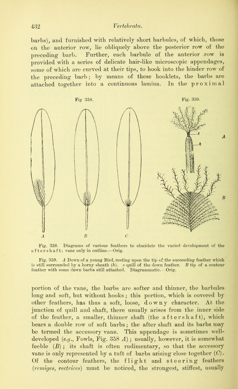 barbs), and furnished with relatively short barb ales, of which, those on the anterior row, lie obliquely above the posterior row of the preceding barb. Further, each barbule of the anterior row is provided with a series of delicate hair-like microscopic appendages,, some of which are curved at their tips, to hook into the hinder row of the preceding barb; by means of these hooklets, the barbs are attached together into a continuous lamina. In the proximal Fig- 358. B Fig. 358. Diagrams of various feathers to elucidate the varied development of the after shaft; vane only in outline.—Orig. Fig. 359. A Down of a young Bird, resting upon the tip of the succeeding feather which is still surrounded by a horny sheath (h). s quill of the down feather. B tip of a contour feather with some down barbs still attached. Diagrammatic.—Orig. portion of the vane, the barbs are softer and thinner, the barbules long and soft, but without hooks ; this portion, which is covered by other feathers, has thus a soft, loose, downy character. At the junction of quill and shaft, there usually arises from the inner side of the feather, a smaller, thinner shaft (the after shaft), which bears a double row of soft barbs; the after shaft and its barbs may be termed the accessory vane. This appendage is sometimes well- developed (e.g., Fowls, Fig. 358 A); usually, however, it is somewhat feeble (B) ; its shaft is often rudimentary, so that the accessory vane is only represented by a tuft of barbs arising close together (C). Of the contour feathers, the flight and steering feathers (remiges, rectrices) must be noticed, the strongest, stillest, usually