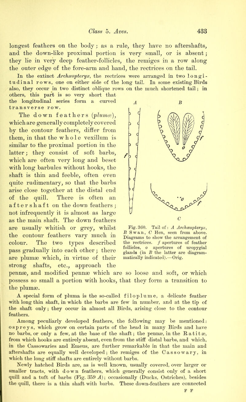 longest feathers on the body; as a rule, they have no aftershafts, and the down-like proximal portion is very small, or is absent; they lie in very deep feather-follicles, the remiges in a row along the outer edge of the fore-arm and hand, the rectrices on the tail. In the extinct Archaeopteryx, the rectrices were arranged in two longi- tudinal rows, one on either side of the long tail. In some existing Birds also, they occur in two distinct oblique rows on the much shortened tail; in others, this part is so very short that the longitudinal series form a curved transverse row. The down feathers (plumce), which are generally completely covered by the contour feathers, differ from them, in that the whole vexillum is similar to the proximal portion in the latter; they consist of soft barbs, which are often very long and beset with long barbules without hooks, the shaft is thin and feeble, often even quite rudimentary, so that the barbs arise close together at the distal end of the quill. There is often an aftershaft on the down feathers ; not infrequently it is almost as large as the main shaft. The down feathers are usually whitish or grey, whilst the contour feathers vary much in colour. The two types described pass gradually into each other; there are plumae which, in virtue of their strong shafts, etc., approach the pennae, and modified pennae which are so loose and soft, or which possess so small a portion with hooks, that they form a transition to the plumae. A special form of pluma is the so-called filoplume, a delicate feather with long thin shaft, in which the barbs are few in number, and at the tip of the shaft only; they occur in almost all Birds, arising close to the contour feathers. Among peculiarly developed feathers, the following may be mentioned : ospreys, which grow on certain parts of the head in many Birds and have no barbs, or only a few, at the base of the shaft; the pennae, in the It a t i t se, from which hooks are entirely absent, even from the stiff distal barbs, and which, in the Cassowaries and Emeus, are further remarkable in that the main and aftershafts are equally well developed; the remiges of the Cassowary, in which the long stiff shafts are entirely without barbs. Newly hatched Birds are, as is well known, usually covered, over larger or smaller tracts, with down feathers, which generally consist only of a short quill and a tuft of barbs (Fig. 359 A); occasionally (Ducks, Ostriches), besides the quill, there is a thin shaft with barbs. These down-feathers are connected F P Fig. 360. Tail of: A ArcJiceopteryx, B Swan, C Hen, seen from above. Diagrams to show the arrangement of the rectrices. / apertures of feather follicles, o apertures of uropygial glands (in B the latter are diagram- matically indicated).—Orig.