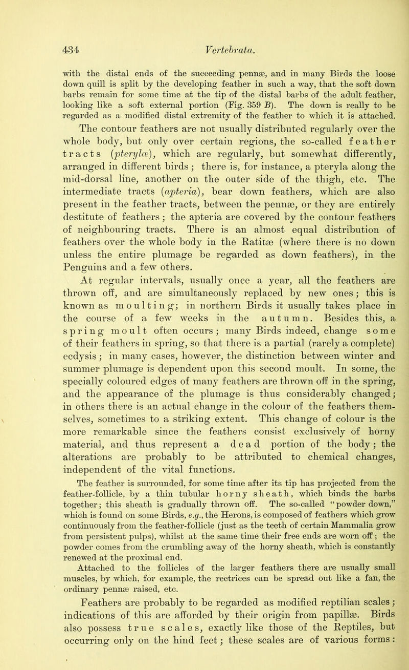 with the distal ends of the succeeding pennse, and in many Birds the loose down quill is split by the developing feather in such a way, that the soft down barbs remain for some time at the tip of the distal barbs of the adult feather, looking like a soft external portion (Fig. 359 B). The down is really to be regarded as a modified distal extremity of the feather to which it is attached. The contour feathers are not usually distributed regularly over the whole body, but only over certain regions, the so-called feather tracts (pterylce), which are regularly, but somewhat differently, arranged in different birds; there is, for instance, a pteryla along the mid-dorsal line, another on the outer side of the thigh, etc. The intermediate tracts (apteria), bear down feathers, which are also present in the feather tracts, between the pennse, or they are entirely destitute of feathers; the apteria are covered by the contour feathers of neighbouring tracts. There is an almost equal distribution of feathers over the whole body in the Ratitae (where there is no down unless the entire plumage be regarded as down feathers), in the Penguins and a few others. At regular intervals, usually once a year, all the feathers are thrown off, and are simultaneously replaced by new ones; this is known as moulting; in northern Birds it usually takes place in the course of a few weeks in the autumn. Besides this, a spring moul t often occurs; many Birds indeed, change some of their feathers in spring, so that there is a partial (rarely a complete) ecdysis; in many cases, however, the distinction between winter and summer plumage is dependent upon this second moult. In some, the specially coloured edges of many feathers are thrown off in the spring, and the appearance of the plumage is thus considerably changed; in others there is an actual change in the colour of the feathers them- selves, sometimes to a striking extent. This change of colour is the more remarkable since the feathers consist exclusively of horny material, and thus represent a dead portion of the body; the alterations are probably to be attributed to chemical changes, independent of the vital functions. The feather is surrounded, for some time after its tip has projected from the feather-follicle, by a thin tubular horny sheath, which binds the barbs together; this sheath is gradually thrown off. The so-called “ powder down,” which is found on some Birds, e.g., the Herons, is composed of feathers which grow continuously from the feather-follicle (just as the teeth of certain Mammalia grow from persistent pulps), whilst at the same time their free ends are worn off; the powder comes from the crumbling away of the horny sheath, which is constantly renewed at the proximal end. Attached to the follicles of the larger feathers there are usually small muscles, by which, for example, the rectrices can be spread out like a fan, the ordinary pennse raised, etc. Feathers are probably to be regarded as modified reptilian scales; indications of this are afforded by their origin from papillae. Birds also possess true scales, exactly like those of the Reptiles, but occurring only on the hind feet; these scales are of various forms :