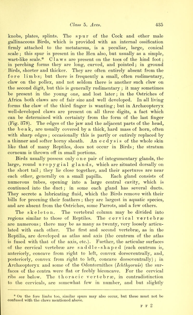knobs, plates, splints. The spur of the Cock and other male gallinaceous Birds, which is provided with an internal ossification firmly attached to the metatarsus, is a peculiar, large, conical scale; this spur is present in the Hen also, but usually as a simple, wart-like scale * Claws are present on the toes of the hind foot; in perching forms they are long, curved, and pointed; in ground Birds, shorter and thicker. They are often entirely absent from the fore limbs; but there is frequently a small, often rudimentary, •claw on the pollex, and not seldom there is another such claw on the second digit, but this is generally rudimentary; it may sometimes be present in the young one, and lost later; in the Ostriches of Africa both claws are of fair size and well developed. In all living forms the claw of the third finger is wanting; but in Archaeopteryx well-developed claws are present on all three digits, a fact which can be determined with certainty from the form of the last finger (Fig. 378). The edges of the jaw and the adjacent parts of the head, the beak, are usually covered by a thick, hard mass of horn, often with sharp edges; occasionally this is partly or entirely replaced by a thinner and softer horny sheath. An ecdysis of the whole skin like that of many Reptiles, does not occur in Birds; the stratum corneum is thrown off in small portions. Birds usually possess only one pair of integumentary glands, the large, round uropygial glands, which are situated dorsally on the short tail; they lie close together, and their apertures are near each other, generally on a small papilla. Each gland consists of numerous tubes, opening into a large central cavity, which is continued into the duct; in some each gland has several ducts. They secrete a lubricating fluid, which the Birds remove with their bills for preening their feathers ; they are largest in aquatic species, and are absent from the Ostriches, some Parrots, and a few others. The skeleton. The vertebral column may be divided into regions similar to those of Reptiles. The cervical vertebrae are numerous; there may be as many as twenty, very loosely articu- lated with each other. The first and second vertebrae, as in the Reptilia, are developed as atlas and axis (the centrum of the atlas is fused with that of the axis, etc.). Further, the articular surfaces of the cervical vertebrae are saddle-shaped (each centrum is, anteriorly, concave from right to left, convex dorsoventrally, and, posteriorly, convex from right to left, concave dorsoventrally) ; in Archaeopteryx and some of the Odontornithes (Ichthyornis) the sur- faces of the centra were flat or feebly biconcave. For the cervical ribs see below. The thoracic vertebrae, in contradistinction to the cervicals, are somewhat few in number, and but slightly * On the fore limbs too, similar spurs may also occur, but these must not be confused with the claws mentioned above. F F 2