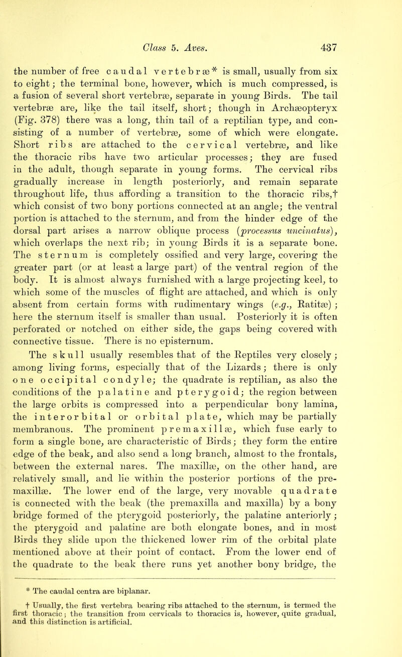 the number of free caudal vertebrse^is small, usually from six to eight; the terminal bone, however, which is much compressed, is a fusion of several short vertebrae, separate in young Birds. The tail vertebrae are, like the tail itself, short; though in Archaeopteryx (Fig. 378) there was a long, thin tail of a reptilian type, and con- sisting of a number of vertebrae, some of which were elongate. Short ribs are attached to the cervical vertebrae, and like the thoracic ribs have two articular processes; they are fused in the adult, though separate in young forms. The cervical ribs gradually increase in length posteriorly, and remain separate throughout life, thus affording a transition to the thoracic ribs,t which consist of two bony portions connected at an angle; the ventral portion is attached to the sternum, and from the hinder edge of the dorsal part arises a narrow oblique process {'processus uncinatus), which overlaps the next rib; in young Birds it is a separate bone. The sternum is completely ossified and very large, covering the greater part (or at least a large part) of the ventral region of the body. It is almost always furnished with a large projecting keel, to which some of the muscles of flight are attached, and which is only absent from certain forms with rudimentary wings {e.g., Ratitae) ; here the sternum itself is smaller than usual. Posteriorly it is often perforated or notched on either side, the gaps being covered with connective tissue. There is no episternum. The skull usually resembles that of the Reptiles very closely ; among living forms, especially that of the Lizards; there is only one occipital condyle; the quadrate is reptilian, as also the conditions of the palatine and pterygoid; the region between the large orbits is compressed into a perpendicular bony lamina, the interorbital or orbital plate, which maybe partially membranous. The prominent premaxillas, which fuse early to form a single bone, are characteristic of Birds; they form the entire edge of the beak, and also send a long branch, almost to the frontals, between the external nares. The maxillas, on the other hand, are relatively small, and lie within the posterior portions of the pre- maxillae. The lower end of the large, very movable quadrate is counected with the beak (the premaxilla and maxilla) by a bony bridge formed of the pterygoid posteriorly, the palatine anteriorly; the pterygoid and palatine are both elongate bones, and in most Birds they slide upon the thickened lower rim of the orbital plate mentioned above at their point of contact. From the lower end of the quadrate to the beak there runs yet another bony bridge, the * The caudal centra are biplanar. f Usually, the first vertebra bearing ribs attached to the sternum, is termed the first thoracic; the transition from cervicals to thoracics is, however, quite gradual, and this distinction is artificial.