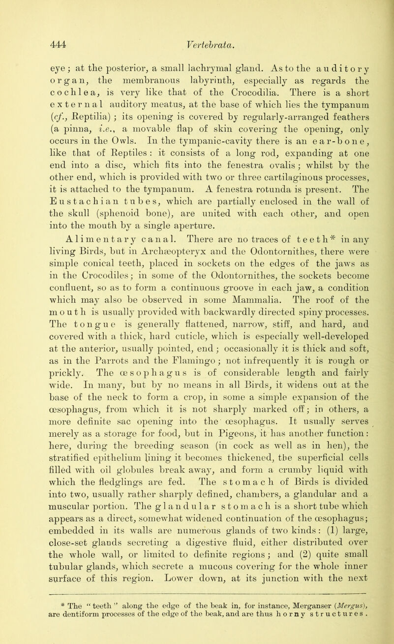 eye ; at the posterior, a small lachrymal gland. As to the auditory organ, the membranous labyrinth, especially as regards the cochlea, is very like that of the Crocodilia. There is a short external auditory meatus, at the base of which lies the tympanum (c/., Reptilia) ; its opening is covered by regularly-arranged feathers (a pinna, i.e., a movable flap of skin covering the opening, only occurs in the Owls. In the tympanic-cavity there is an ear-bone, like that of Reptiles : it consists of a long rod, expanding at one end into a disc, which fits into the fenestra ovalis ; whilst by the other end, which is provided with two or three cartilaginous processes, it is attached to the tympanum. A fenestra rotunda is present. The Eustachian tubes, which are partially enclosed in the wall of the skull (sphenoid bone), are united with each other, and open into the mouth by a single aperture. Alimentary canal. There are no traces of teeth* in any living Birds, but in Archaeopteryx and the Odontornithes, there were simple conical teeth, placed in sockets on the edges of the jaws as in the Crocodiles; in some of the Odontornithes, the sockets become confluent, so as to form a continuous groove in each jaw, a condition which may also be observed in some Mammalia. The roof of the mouth is usually provided with backwardly directed spiny processes. The tongue is generally flattened, narrow, stiff, and hard, and covered with a thick, hard cuticle, which is especially well-developed at the anterior, usually pointed, end; occasionally it is thick and soft, as in the Parrots and the Flamingo ; not infrequently it is rough or prickly. The oesophagus is of considerable length and fairly wide. In many, but by no means in all Birds, it widens out at the base of the neck to form a crop, in some a simple expansion of the oesophagus, from which it is not sharply marked off; in others, a more definite sac opening into the' oesophagus. It usually serves merely as a storage for food, but in Pigeons, it has another function : here, during the breeding season (in cock as well as in hen), the stratified epithelium fining it becomes thickened, the superficial cells filled with oil globules break away, and form a crumby liquid with which the fledglings are fed. The stomach of Birds is divided into two, usually rather sharply defined, chambers, a glandular and a muscular portion. The glandular stomach is a short tube which appears as a direct, somewhat widened continuation of the oesophagus; embedded in its walls are numerous glands of two kinds : (1) large, close-set glauds secreting a digestive fluid, either distributed over the whole wall, or limited to definite regions; and (2) quite small tubular glands, which secrete a mucous covering for the whole inner surface of this region. Lower down, at its junction with the next * The “ teeth ” along the edge of the beak in, for instance. Merganser (Mergus), are dentiform processes of the edge of the beak, and are thus horny structures.