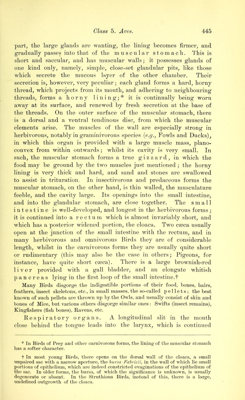 part, the large glands are wanting, the lining becomes firmer, and gradually passes into that of the muscular stomach. This is short and saccular, and has muscular walls; it possesses glands of one kind only, namely, simple, close-set glandular pits, like those which secrete the mucous layer of the other chamber. Their secretion is, however, very peculiar; each gland forms a hard, horny thread, which projects from its month, and adhering to neighbouring threads, forms a horny lining;* it is continually being worn away at its surface, and renewed by fresh secretion at the base of the threads. On the outer surface of the muscular stomach, there is a dorsal and a ventral tendinous disc, from which the muscular elements arise. The muscles of the wall are especially strong in herbivorous, notably in graminivorous species {e.g., Fowls and Ducks), in which this organ is provided with a large muscle mass, plano- convex from within outwards; whilst its cavity is very small. In such, the muscular stomach forms a true gizzard, in which the food may be ground by the two muscles just mentioned; the horny lining is very thick and hard, and sand and stones are swallowed to assist in trituration. In insectivorous and predaceous forms the muscular stomach, on the other hand, is thin walled, the musculature feeble, and the cavity large. Its openings into the small intestine, and into the glandular stomach, are close together. The small intestine is well-developed, and longest in the herbivorous forms; it is continued into a rectum which is almost invariably short, and which has a posterior widened portion, the cloaca. Two caeca usually open at the junction of the small intestine with the rectum, and in many herbivorous and omnivorous Birds they are of considerable length, whilst in the carnivorous forms they are usually quite short or rudimentary (this may also be the case in others; Pigeons, for instance, have quite short caeca). There is a large brownish-red liver provided with a gall bladder, and an elongate whitish pan creas lying in the first loop of the small intestine.! Many Birds disgorge the indigestible portions of tbeir food, bones, hairs, feathers, insect skeletons, etc., in small masses, the so-called pellets ; the best known of snch pellets are thrown up by the Owls, and usually consist of skin and bones of Mice, but various others disgorge similar ones: Swifts (insect remains), Kingfishers (fish bones), Ravens, etc. Respiratory organs. A longitudinal slit in the mouth close behind the tongue leads into the larynx, which is continued * In Birds of Prey and other carnivorous forms, the lining of the muscular stomach has a softer character. f In most young Birds, there opens on the dorsal wall of the cloaca, a small unpaired sac with a narrow aperture, the bursa Fabricii, in the wall of which lie small portions of epithelium, which are indeed constricted evaginations of the epithelium of the sac. In older forms, the bursa, of which the significance is unknown, is usually degenerate or absent. In the Struthious Birds, instead of this, there is a large, undefined outgrowth of the cloaca.