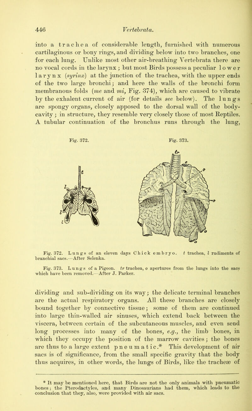 into a tracliea of considerable length, furnished with numerous cartilaginous or bony rings, and dividing below into two branches, one for each lung. Unlike most other air-breathing Vertebrata there are no vocal cords in the larynx ; but most Birds possess a peculiar lower larynx [syrinx) at the junction of the trachea, with the upper ends of the two large bronchi; and here the walls of the bronchi form membranous folds (me and mi, Fig. 374), which are caused to vibrate by the exhalent current of air (for details see below). The lungs are spongy organs, closely apposed to the dorsal wall of the body- cavity ; in structure, they resemble very closely those of most Reptiles. A tubular continuation of the bronchus runs through the lung, Fig. 372. Fig. 373. Fig. 372. Lungs of an eleven days Chick embryo, t trachea, l rudiments of branchial sacs.—After Selenka. Fig. 373. Lungs of a Pigeon, tr trachea, o apertures from the lungs into the sacs which have been removed.—After J. Parker. dividing and sub-dividing on its way; the delicate terminal branches are the actual respiratory organs. All these branches are closely bound together by connective tissue; some of them are continued into large thin-walled air sinuses, which extend back between the viscera, between certain of the subcutaneous muscles, and even send long processes into many of the bones, e.g., the limb bones, in which they occupy the position of the marrow cavities; the bones are thus to a large extent pneumatic.* This development of air sacs is of significance, from the small specific gravity that the body thus acquires, in other words, the lungs of Birds, like the tracheae of * It may be mentioned here, that Birds are not the only animals with pneumatic bones ; the Pterodactyles, and many Dinosaurians had them, which leads to the conclusion that they, also, were provided with air sacs.