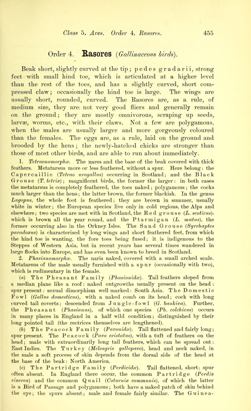 Order 4. H&SOreS (Gallinaceous birds). Beak short, slightly curved at the tip; pedes gradarii, strong feet with small hind toe, which is articulated at a higher level than the rest of the toes, and has a slightly curved, short com- pressed claw; occasionally the hind toe is large. The wings are usually short, rounded, curved. The Rasores are, as a rule, of medium size, they arei not very good fliers and generally remain on the ground; they are mostly omnivorous, scraping up seeds, larvse, worms, etc., with their claws. Not a few are polygamous, when the males are usually larger and more gorgeously coloured than the females. The eggs are, as a rule, laid on the ground and brooded by the hens; the newly-hatched chicks are stronger than those of most other birds, and are able to run about immediately. 1. Tetraonomorphx. The nares and the base of the beak covered with thick feathers. Metatarsus more or less feathered, without a spur. Here belong : the Capercaillie (Tetrao urogalius) occurring in Scotland; and the Black Grouse (T. tetrix); magnificent birds, the former the larger: in both cases the metatarsus is completely feathered, the toes naked; polygamous ; the cocks much larger than the hens; the latter brown, the former blackish. In the genus Lagopus, the whole foot is feathered; they are brown in summer, usually white in winter; the European species live only in cold regions, the Alps and elsewhere; two species are met with in Scotland, the Red grouse (L. scoticus), which is brown all the year round, and the Ptarmigan (L. mutus), the former occurring also in the Orkney Isles. The Sand Grouse (Syrrhaptes paradoxus) is characterised by long wings and short feathered feet, from which the hind toe is wanting, the fore toes being fused; it is indigenous to the Steppes of Western Asia, but in recent years has several times wandered in large flocks into Europe, and has even been known to breed in Scotland. 2. Phasianomorphx. The naris naked, covered with a small arched scale. Metatarsus of the male usually furnished with a spur (occasionally with two), which is rudimentary in the female. (а) The Pheasant Family (Phasianidx). Tail feathers sloped from a median plane like a roof: naked outgrowths usually present on the head : spur present: sexual dimorphism well marked : South Asia. The Domestic Fowl (Callus domesticus), with a naked comb on its head; cock with long curved tail coverts; descended from Jungle-fowl (G. banhiva). Further, the Pheasant (Phasianus), of which one species (.Ph. colchicus) occurs in many places in England in a half wild condition; distinguished by their long pointed tail (the rectrices themselves are lengthened). (б) The Peacock Family (Pavonidx). Tail flattened and fairly long; spur present. The Peacock (Pavo cristatus), with a tuft of feathers on the head; male with extraordinarily long tail feathers, which can be spread out: East Indies. The Turkey (Meleagris gallopavo), head and neck naked, in the male a soft process of skin depends from the dorsal side of the head at the base of the beak: North America. (c) The Partridge Family (Perdicidx). Tail flattened, short; spur often absent. In England there occur, the common Partridge (Perdix cinerea) and the common Quail (Coturnix communis), of which the latter is a Bird of Passage and polygamous ; both have a naked patch of skin behind the eye; the spurs absent; male and female fairly similar. The Guinea-