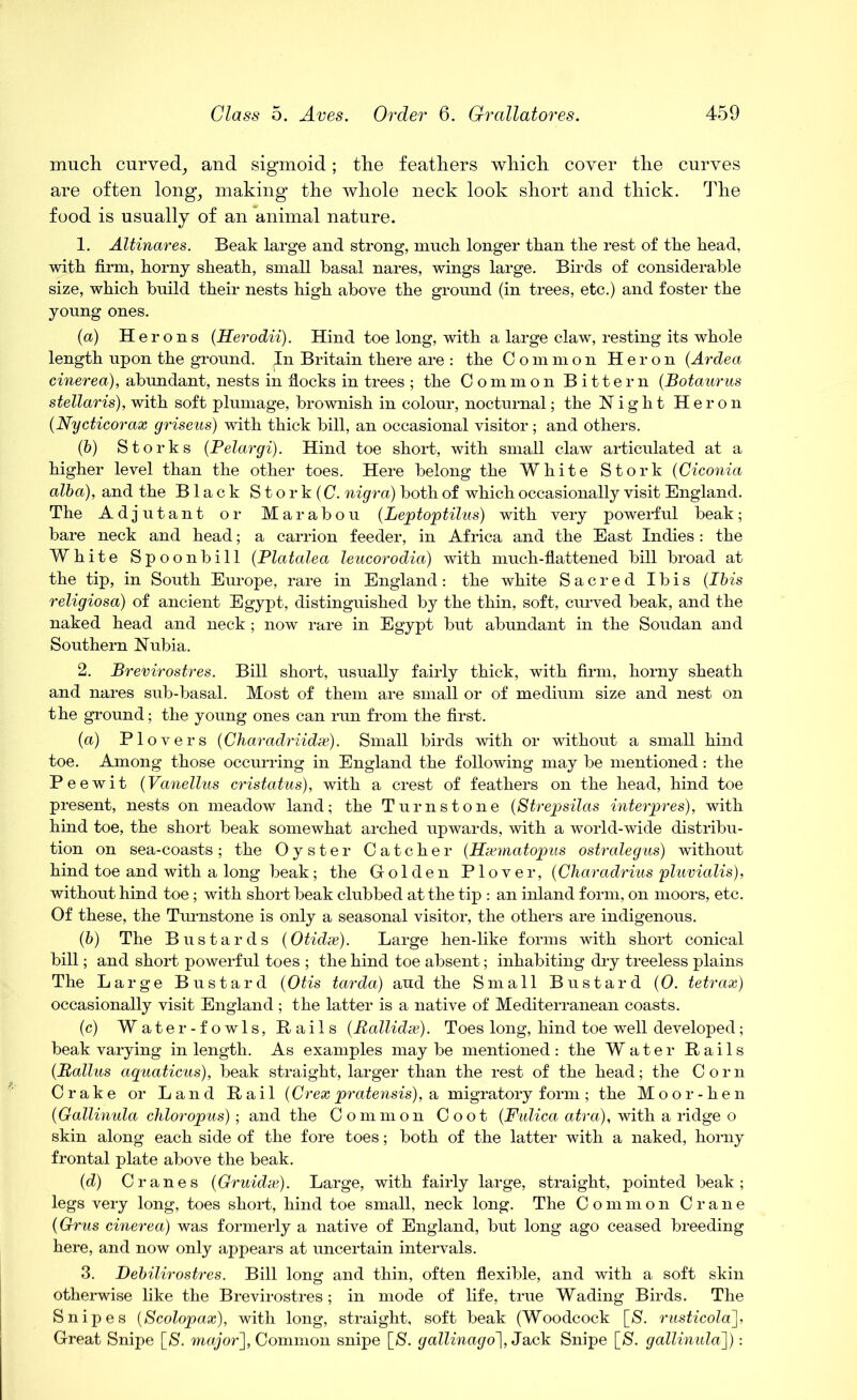 much curved, and sigmoid; the feathers which cover the curves are often long, making the whole neck look short and thick. The food is usually of an animal nature. 1. Altinares. Beak large and strong, much longer than the rest of the head, with firm, horny sheath, small basal nares, wings large. Birds of considerable size, which build their nests high above the ground (in trees, etc.) and foster the young ones. (a) Herons (Herodii). Hind toe long, with a large claw, resting its whole length upon the ground. In Britain there are : the Common Heron (Ardea cinerea), abundant, nests in flocks in trees ; the Common Bittern (Botaurus stellar is), with soft plumage, brownish in colour, nocturnal; the Night Heron (Nycticorax griseus) with thick bill, an occasional visitor ; and others. (b) Storks {Velargi). Hind toe short, with small claw articulated at a higher level than the other toes. Here belong the White Stork (Ciconia alba), and the Black S t o r k (C. nigra) both of which occasionally visit England. The Adjutant or Marabou (Leptoptilus) with very powerful beak; bare neck and head; a carrion feeder, in Africa and the East Indies: the White Spoonbill (Platalea leucorodia) with much-flattened bill broad at the tip, in South Europe, rare in England: the white Sacred Ibis (Ibis religiosa) of ancient Egypt, distinguished by the thin, soft, curved beak, and the naked head and neck; now rare in Egypt but abundant in the Soudan and Southern Nubia. 2. Brerirostres. Bill short, usually fairly thick, with firm, horny sheath and nares sub-basal. Most of them are small or of medium size and nest on the ground; the young ones can run from the first. {a) Plovers (Charadriidx). Small birds with or without a small hind toe. Among those occurring in England the following may be mentioned: the Peewit (Vanellus cristatus), with a crest of feathers on the head, hind toe present, nests on meadow land; the Turnstone (Strepsilas interpres), with hind toe, the short beak somewhat arched upwards, with a world-wide distribu- tion on sea-coasts; the Oyster Catcher (Hxmatopus ostralegus) without hind toe and with a long beak; the G-olden Plover, (Charadrius pluvialis), without hind toe; with short beak clubbed at the tip : an inland form, on moors, etc. Of these, the Turnstone is only a seasonal visitor, the others are indigenous. (b) The Bustards (Otidx). Large hen-like forms with short conical bill; and short powerful toes ; the hind toe absent; inhabiting dry treeless plains The Large Bustard (Otis tarda) aud the Small Bustard (0. tetrax) occasionally visit England; the latter is a native of Mediterranean coasts. (c) Water-fowls, Bails (Rallidx). Toes long, hind toe well developed; beak varying in length. As examples may be mentioned: the Water Rails (.Ballus aquations), beak straight, larger than the rest of the head; the Corn Crake or Land Bail (Crex pratensis), a migratory form; the Moor-hen {Gallinula chloropus); and the Common Coot (Fulica atra), with a ridge o skin along each side of the fore toes; both of the latter with a naked, horny frontal plate above the beak. {d) Cranes (Gruidx). Large, with fairly large, straight, pointed beak; legs very long, toes short, hind toe small, neck long. The Common Crane (Grus cinerea) was formerly a native of England, but long ago ceased breeding here, and now only appears at uncertain intervals. 3. Debilirostres. Bill long and thin, often flexible, and with a soft skin otherwise like the Brevirostres; in mode of life, true Wading Birds. The Snipes (Scolopax), with long, straight, soft beak (Woodcock \_S. rusticola], Great Snipe [S. major], Common snipe [S. gallinago], Jack Snipe [S. gallinula]):