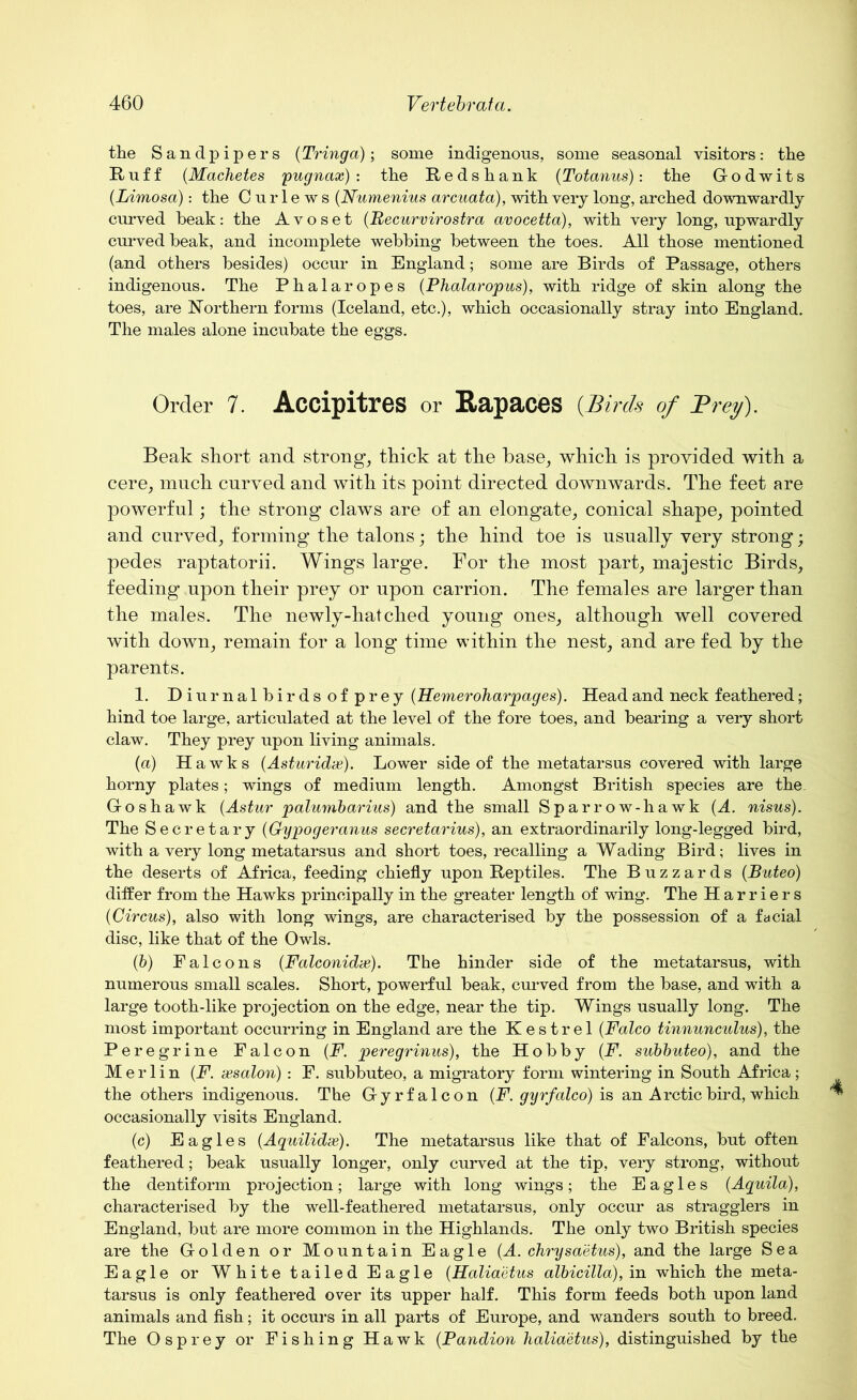 the Sandpipers (Tringa); some indigenous, some seasonal visitors: the Ruff (Machetes pugnax) : the Redshank (Totanus): the God wits (Limosa): the Curlews (Numenius arcuata), with very long, arched downwardly curved beak: the Avoset (Becurvirostra avocetta), with very long, upwardly curved beak, and incomplete webbing between the toes. All those mentioned (and others besides) occur in England; some are Birds of Passage, others indigenous. The Phalaropes (Phalaropus), with ridge of skin along the toes, are Northern forms (Iceland, etc.), which occasionally stray into England. The males alone incubate the eggs. Order 7. AccipitreS or RapaceS (Birds of Frey). Beak short and strong, thick at the base, which is provided with a cere, much curved and with its point directed downwards. The feet are powerful; the strong claws are of an elongate, conical shape, pointed and curved, forming the talons; the hind toe is usually very strong; pedes raptatorii. Wings large. For the most part, majestic Birds, feeding upon their prey or upon carrion. The females are larger than the males. The newly-hatched young ones, although well covered with down, remain for a long time within the nest, and are fed by the parents. 1. Diurnalbirdsofprey (Hemeroharpages). Head and neck feathered; hind toe large, articulated at the level of the fore toes, and bearing a very short claw. They prey upon living animals. (a) Hawks (Asturidx). Lower side of the metatarsus covered with large horny plates; wings of medium length. Amongst British species are the Goshawk (Astur palumbarius) and the small Sparrow-hawk (A. nisus). The Secretary (Gypogeranus secretarius), an extraordinarily long-legged bird, with a very long metatarsus and short toes, recalling a Wading Bird; lives in the deserts of Africa, feeding chiefly upon Reptiles. The Buzzards (Buteo) differ from the Hawks principally in the greater length of wing. The Harriers (Circus), also with long wings, are characterised by the possession of a facial disc, like that of the Owls. (b) Falcons (Falconidx). The hinder side of the metatarsus, with numerous small scales. Short, powerful beak, curved from the base, and with a large tooth-like projection on the edge, near the tip. Wings usually long. The most important occurring in England are the Kestrel (Falco tinnunculus), the Peregrine Falcon (F. peregrinus), the Hobby (F. subbuteo), and the Merlin (F. xsalon) : F. subbuteo, a migratory form wintering in South Africa; the others indigenous. The Gyrfalcon (F. gyrfalco) is an Arctic bird, which occasionally visits England. (c) Eagles (Aquilidx). The metatarsus like that of Falcons, but often feathered; beak usually longer, only curved at the tip, very strong, without the dentiform projection; large with long wings; the Eagles (Aquila), characterised by the well-feathered metatarsus, only occur as stragglers in England, but are more common in the Highlands. The only two British species are the Golden or Mountain Eagle (A. chrysaetus), and the large Sea Eagle or White tailed Eagle (Halia'etus albicilla), in which the meta- tarsus is only feathered over its upper half. This form feeds both upon land animals and fish; it occurs in all parts of Europe, and wanders south to breed. The Osprey or Fishing Hawk (Pandion halia'etus), distinguished by the