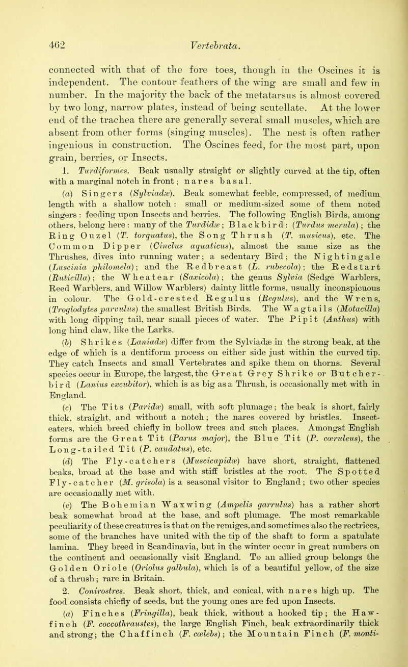 connected with that of the fore toes, though in the Oscines it is independent. The contour feathers of the wing are small and few in number. In the majority the back of the metatarsus is almost covered by two long, narrow plates, instead of being scutellate. At the lower end of the trachea there are generally several small muscles, which are absent from other forms (singing muscles). The nest is often rather ingenious in construction. The Oscines feed, for the most part, upon grain, berries, or Insects. 1. Turdiformes. Beak usually straight or slightly curved at the tip, often with a marginal notch in front; nares basal. (a) Singers (Sylviadx). Beak somewhat feeble, compressed, of medium length with a shallow notch : small or medium-sized some of them noted singers : feeding upon Insects and berries. The following English Birds, among others, belong here : many of the Turdidx ; Blackbird: (Turdus merula); the Bing Ouzel (T. torquatus), the Song Thrush (T. musicus), etc. The Common Dipper (Cinclus aquaticus), almost the same size as the Thrushes, dives into running water; a sedentary Bird; the Nightingale (Luscinia philomela); and the Redbreast (L. rubecola); the Redstart (Ruticilla); the Wheat ear (Saxicola); the genus Sylvia (Sedge Warblers, Reed Warblers, and Willow Warblers) dainty little forms, usually inconspicuous in colour. The Gold-crested Regulus (Regulus), and the Wrens, (Troglodytes parvulus) the smallest British Birds. The Wagtails (Motacilla) with long dipping tail, near small pieces of water. The Pipit (Anthus) with long hind claw, like the Larks. (b) Shrikes (Laniadx) differ from the Sylviadse in the strong beak, at the edge of which is a dentiform process on either side just within the curved tip. They catch Insects and small Vertebrates and spike them on thorns. Several species occur in Europe, the largest, the G-reat Grey Shrike or Butcher- bird (Lanins excubitor), which is as big as a Thrush, is occasionally met with in England. (c) The Tits (Paridx) small, with soft plumage; the beak is short, fairly thick, straight, and without a notch; the nares covered by bristles. Insect- eaters, which breed chiefly in hollow trees and such places. Amongst English forms are the G-reat Tit (Pams major), the Blue Tit (P. coeruleus), the Long-tailed Tit (P. caudatns), etc. (d) The Fly-catchers (Muscicapidx) have short, straight, flattened beaks, broad at the base and with stiff bristles at the root. The Spotted Fly-catcher (M. grisola) is a seasonal visitor to England; two other species are occasionally met with. (e) The Bohemian Waxwing (Ampelis garrulus) has a rather short beak somewhat broad at the base, and soft plumage. The most remarkable peculiarity of these creatures is that on the remiges, and sometimes also the rectrices, some of the branches have united with the tip of the shaft to form a spatulate lamina. They breed in Scandinavia, but in the winter occur in great numbers on the continent and occasionally visit England. To an allied group belongs the Golden Oriole (Oriolus galbula), which is of a beautiful yellow, of the size of a thrush; rare in Britain. 2. Conirostres. Beak short, thick, and conical, with nares high up. The food consists chiefly of seeds, but the young ones are fed upon Insects. (a) Finches (Fringilla), beak thick, without a hooked tip; the Haw- finch (F. coccothraustes), the large English Finch, beak extraordinarily thick and strong; the Chaffinch (F. coelebs); the Mountain Finch (F. monti-