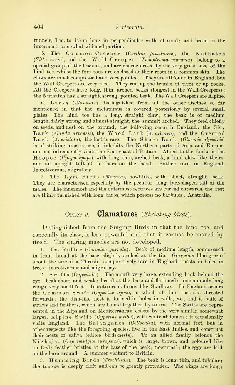 tunnels, 1 m. to 1*5 m. long in perpendicular walls of sand; and breed in the innermost, somewhat widened portion. 5. The Common Creeper (Certhia familiaris), the Nuthatch (Sitta cassia), and the Wall Creeper (Tichodroma muraria) belong to a special group of the Oscines, and are characterised by the very great size of the hind toe, whilst the fore toes are enclosed at their roots in a common skin. The claws are much compressed and very pointed. They are all found in England, but the Wall Creepers are very rare. They run up the trunks of trees or up rocks. All the Creepers have long, thin, arched beaks (longest in the Wall Creepers); the Nuthatch has a straight, strong, pointed beak. The Wall Creepers are Alpine. 6. Larks (Alaudidx), distinguished from all the other Oscines so far mentioned in that the metatarsus is covered posteriorly by several small plates. The hind toe has a long, straight claw; the beak is of medium length, fairly strong and almost straight, the summit arched. They feed chiefly on seeds, and nest on the ground; the following occur in England: the Sky Lark (Alauda arvensis), the Wood Lark (A. arborea), and the Crested Lark (A. cristata), the last is rare. The Shore Lark (Otocoris alpestris) is of striking appearance, it inhabits the Northern parts of Asia and Europe, and not infrequently visits the East coast of Britain. Allied to the Larks is the Hoopoe (Upupa epops), with long, thin, arched beak, a hind claw like theirs, and an upright tuft of feathers on the head. Bather rare in England. Insectivorous, migratory. 7. The Lyre Birds (Menura), fowl-like, with short, straight beak. They are characterised especially by the peculiar, long, lyre-shaped tail of the males. The innermost and the outermost rectrices are curved outwards, the rest are thinly furnished with long barbs, which possess no barbules : Australia. Order 9. Cl&XliatoreS (Shrieking birds). Distinguished from the Singing Birds in that the hind toe, and especially its claw, is less powerful and that it cannot be moved by itself. The singing muscles are not developed. 1. The Roller (Coracias garrula). Beak of medium length, compressed in front, broad at the base, slightly arched at the tip. Gorgeous blue-green;' about the size of a Thrush; comparatively rare in England; nests in holes in trees ; insectivorous and migratory. 2. Swifts (Cypselidas). The mouth very large, extending back behind the ■eye; beak short and weak; broad at the base and flattened; uncommonly long wings, very small feet. Insectivorous forms like Swallows. In England occurs the Common Swift (Cypselus apus), in which all four toes are directed forwards ; the dish-like nest is formed in holes in walls, etc., and is built of straws and feathers, which are bound together by saliva. The Swifts are repre- sented in the Alps and on Mediterranean coasts by the very similar, somewhat larger, Alpine Swift (Cypselus melba), with white abdomen ; it occasionally visits England. The Salanganes (Collocalia), with normal feet, but in other respects like the foregoing species, live in the East Indies, and construct their nests of saliva (edible birds-nests). To an allied family belongs the Nightjar (Caprimulgus europxus), which is large, brown, and coloured like an Owl; feather bristles at the base of the beak; nocturnal; the eggs are laid on the bare ground. A summer visitant to Britain. 3. Humming Birds (Trochilulx). The beak is long, thin, and tubular ; the tongue is deeply cleft and can be greatly protruded. The wings are long;