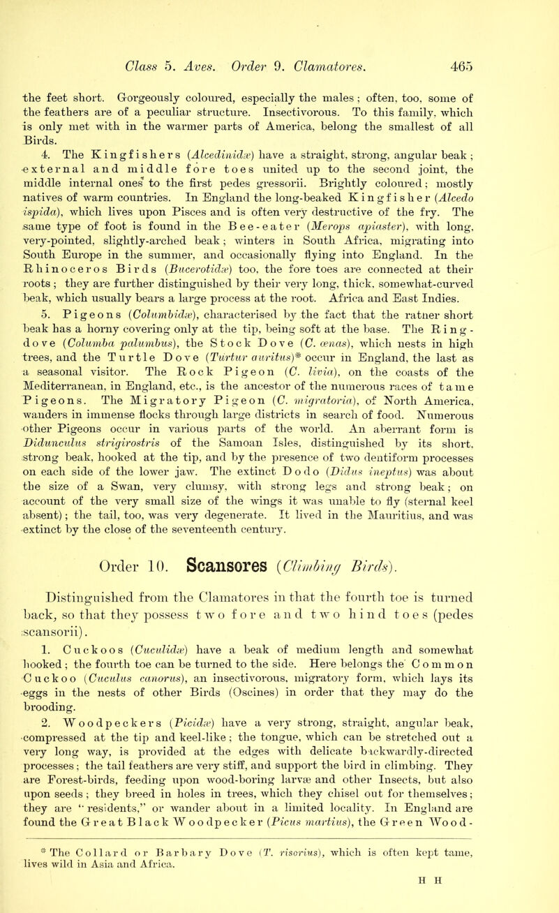 the feet short. Gorgeously coloured, especially the males ; often, too, some of the feathers are of a peculiar structure. Insectivorous. To this family, which is only met with in the warmer parts of America, belong the smallest of all Birds. 4. The Kingfishers (Alcedinidae) have a straight, strong, angular beak ; ■external and middle fore toes united up to the second joint, the middle internal ones’ to the first pedes gressorii. Brightly coloured; mostly natives of warm countries. In England the long-beaked Kingfisher (Alcedo ispida), which lives upon Pisces and is often very destructive of the fry. The same type of foot is found in the Bee-eater (Merops apiaster), with long, very-pointed, slightly-arched beak; winters in South Africa, migrating into South Europe in the summer, and occasionally flying into England. In the Rhinoceros Birds (Bucerotidae) too, the fore toes are connected at their Toots ; they are further distinguished by their very long, thick, somewhat-curved beak, which usually bears a large process at the root. Africa and East Indies. 5. Pigeons (Columbidx), characterised by the fact that the ratner short beak has a horny covering only at the tip, being soft at the base. The Ring- dove (Columba pcdumbus), the Stock Dove (0. cenas), which nests in high trees, and the Turtle Dove (Turtur auritus)* occur in England, the last as a seasonal visitor. The Rock Pigeon (C. livia), on the coasts of the Mediterranean, in England, etc., is the ancestor of the numerous races of tame Pigeons. The Migratory Pigeon (C. migratoria), of North America, wanders in immense flocks through large districts in search of food. Numerous other Pigeons occur in various parts of the world. An aberrant form is Diduncidus strigirostris of the Samoan Isles, distinguished by its short, strong beak, hooked at the tip, and by the presence of two dentiform processes on each side of the lower jaw. The extinct Dodo (Didus ineptus) was about the size of a Swan, very clumsy, with strong legs and strong beak; on account of the very small size of the wings it was unable to fly (sternal keel absent); the tail, too, was very degenerate. It lived in the Mauritius, and was •extinct by the close of the seventeenth century. Order 10. Scansores {Climbing Birds). Distinguished from the Clamatores in that the fourth toe is turned back, so that they possess two fore and two hind toes (pedes rscansorii). 1. Cuckoos (Cuculidx) have a beak of medium length and somewhat hooked ; the fourth toe can be turned to the side. Here belongs the Common Cuckoo (Cuculus canorus), an insectivorous, migratory form, which lays its •eggs in the nests of other Birds (Oscines) in order that they may do the brooding. 2. Woodpeckers (Picidae) have a very strong, straight, angular beak, •compressed at the tip and keel-like; the tongue, which can be stretched out a very long way, is provided at the edges with delicate bickwardly-directed processes; the tail feathers are very stiff, and support the bird in climbing. They are Forest-birds, feeding upon wood-boring larvae and other Insects, but also upon seeds ; they breed in holes in trees, which they chisel out for themselves; they are ‘‘ residents,” or wander about in a limited locality. In England are found the GreatBlack Woodpecker (Ficus martius), the Green Wood- # The Collard or Barbary Dove (T. risorius), which is often kept tame, lives wild in Asia and Africa. H H