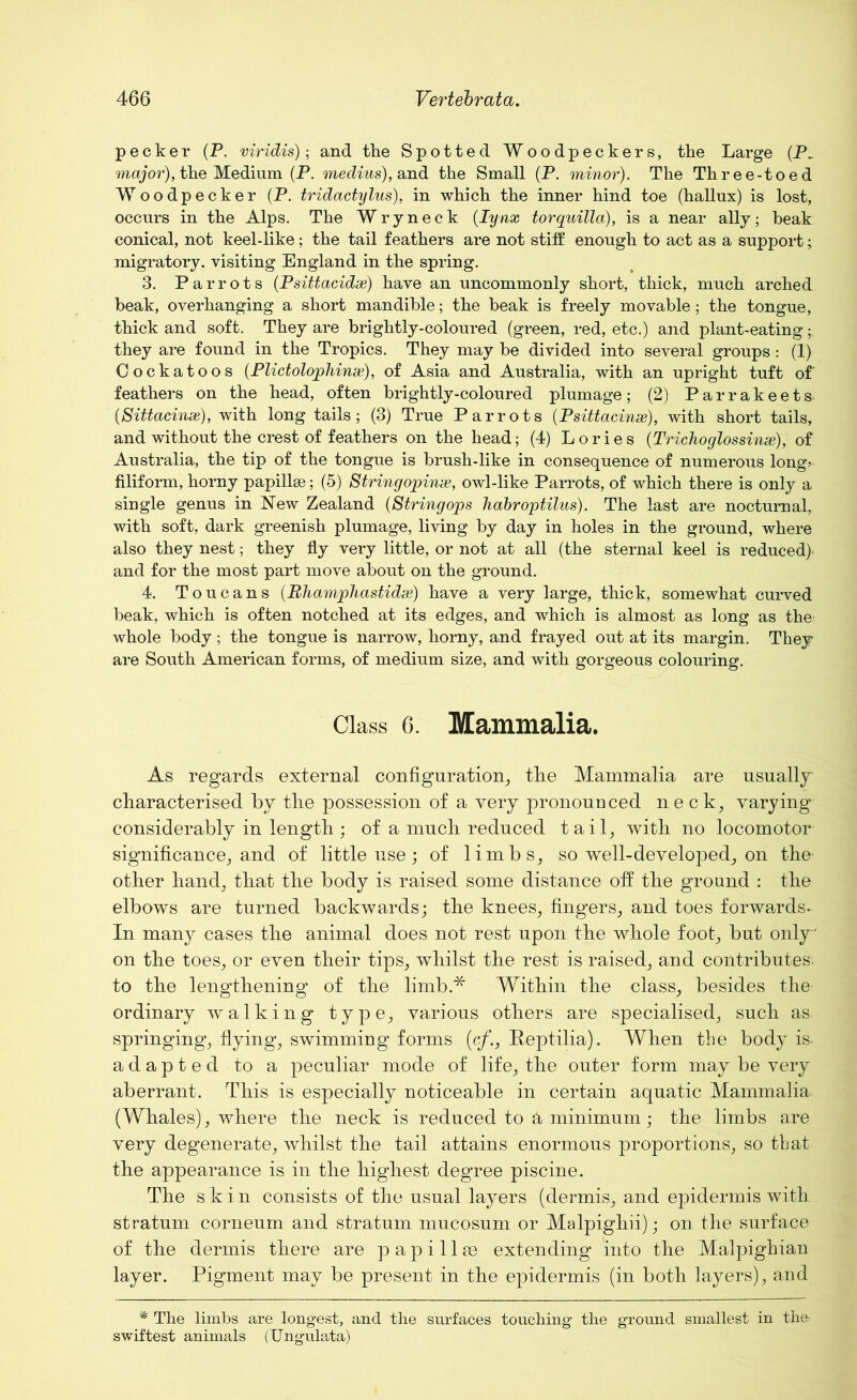 pecker (P. viridis); and the Spotted Woodpeckers, the Large (P_ major), the Medium (P. medius), and the Small (P. minor). The Three-toed Woodpecker (P. tridactylus), in which the inner hind toe (hallux) is lost, occurs in the Alps. The Wryneck (lynx torquilla), is a near ally; beak conical, not keel-like; the tail feathers are not stiff enough to act as a support; migratory, visiting England in the spring. 3. Parrots (Psittacidx) have an uncommonly short, thick, much arched beak, overhanging a short mandible; the beak is freely movable ; the tongue, thick and soft. They are brightly-coloured (green, red, etc.) and plant-eating they are found in the Tropics. They may be divided into several groups : (1) Cockatoos (Plictolophinx), of Asia and Australia, with an upright tuft of' feathers on the head, often brightly-coloured plumage; (2) Parrakeets (,Sittacinx), with long tails; (3) True Parrots (Psittacinx), with short tails, and without the crest of feathers on the head; (4) Lories (Trichoglossinx), of Australia, the tip of the tongue is brush-like in consequence of numerous long* filiform, horny papillae; (5) String opinx, owl-like Parrots, of which there is only a single genus in New Zealand (Stringops habroptilus). The last are nocturnal, with soft, dark greenish plumage, living by day in holes in the ground, where also they nest; they fly very little, or not at all (the sternal keel is reduced} and for the most part move about on the ground. 4. Toucans (Rhampliastidx) have a very large, thick, somewhat curved beak, which is often notched at its edges, and which is almost as long as the' whole body; the tongue is narrow, horny, and frayed out at its margin. They are South American forms, of medium size, and with gorgeous colouring. Class 6. Mammalia. As regards external configuration, tlie Mammalia are usually characterised by the possession of a very pronounced neck, varying considerably in length; of a much reduced tail, with no locomotor significance, and of little use; of limbs, so well-developed, on the' other hand, that the body is raised some distance off the ground : the elbows are turned backwards; the knees, fingers, and toes forwards- In many cases the animal does not rest upon the whole foot, but only' on the toes, or even their tips, whilst the rest is raised, and contributes, to the lengthening of the limb.* Within the class, besides the- ordinary walking type, various others are specialised, such as springing, flying, swimming forms (cf., Peptilia). When the body is. adapted to a peculiar mode of life, the outer form may be very aberrant. This is especially noticeable in certain aquatic Mammalia (Whales), where the neck is reduced to & minimum; the limbs are very degenerate, whilst the tail attains enormous proportions, so that the appearance is in the highest degree piscine. The skin consists of the usual layers (dermis, and epidermis with stratum corneum and stratum mucosum or Malpighii); on the surface of the dermis there are p a p i 11 ge extending into the Malpighian layer. Pigment may be present in the epidermis (in both layers), and * The limbs are longest, and the surfaces touching the ground smallest in the swiftest animals (Ungulata)