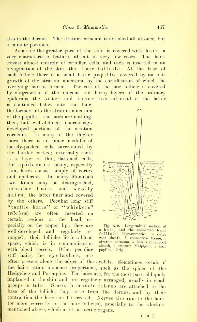 also in the dermis. The stratum corneum is not shed all at once, but in minute portions. As a rule the greater part of the skin is covered with hair, a very characteristic feature, absent in very few cases. The hairs consist almost entirely of cornified cells, and each is inserted in an invagination of the skin, the hair follicle. At the base of each follicle there is a small hair papilla, covered by an out- growth of the stratum mucosum, by the cornification of which the overlying hair is formed. The rest of the hair follicle is covered by outgrowths of the mucous and horny layers of the ordinary epidermis, the outer and inner root-sheaths; the latter is continued below into the hair, the former into the stratum mucosum of the papilla; the hairs are nothing, then, but well-defined, enormously- developed portions of the stratum corneum. In many of the thicker hairs there is an inner medulla of loosely-packed cells, surrounded by the harder cortex; externally there is a layer of thin, flattened cells, the epidermis; many, especially thin, hairs consist simply of cortex and epidermis. In many Mammals two kinds may be distinguished, contour hairs and woolly hairs; the latter finer and covered by the others. Peculiar long stiff “tactile hairs;j> or “ whiskers” (vibrissas) are often inserted on certain regions of the head, es- pecially on the upper lip; they are well-developed and regularly ar- ranged ; their follicles lie in a blood space, which is in communication root sheath, b connective tissue, c stratum corneum, h hair, i inner root sheath, r stratum Malpighii, p hair papilla.—Orig. with blood vessels. Other peculiar stiff hairs, the eyelashes, are often present along the edges of the eyelids. Sometimes certain of the hairs attain immense proportions, such as the spines of the Hedgehog and Porcupine. The hairs are, for the most' part, obliquely implanted in the skin, and are regularly arranged, usually in small groups or tufts. Smooth muscle fibres are attached to the base of the follicle, they arise from the dermis, and by their contraction the hair can be erected. Nerves also run to the hairs (or more correctly to the hair follicles), especially to the whiskers mentioned above, which are true tactile organs. h h 2