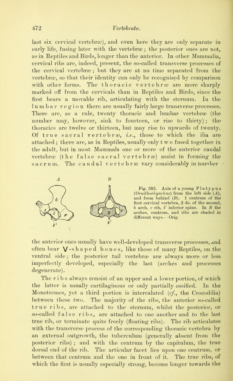 last six cervical vertebrae), and even here they are only separate in early life, fusing later with the vertebrae; the posterior ones are not, as in Reptiles and Birds, longer than the anterior. In other Mammalia, cervical ribs are, indeed, present, the so-called transverse processes of the cervical vertebrae; but they are at no time separated from the vertebrae, so that their identity can only be recognised by comparison with other forms. The thoracic vertebrae are more sharply marked off from the cervicals than in Reptiles and Birds, since the first bears a movable rib, articulating with the sternum. In the lumbar region there are usually fairly large transverse processes* There are, as a rule, twenty thoracic and lumbar vertebrae (the number may, however, sink to fourteen, or rise to thirty); the thoracics are twelve or thirteen, but may rise to upwards of twenty. Of true sacral vertebrae, i.e., those to which the ilia are attached; there are, as in Reptiles, usually only two fused together in the adult, but in most Mammals one or more of the anterior caudal vertebrae (the false sacral vertebrae) assist in forming the sacrum. The caudal vertebrae vary considerably in number A B Fig. 383. Axis of a young Platypus (Ornithorhynchus) from the left side (A), and from behind (B). 1 centrum of the first cervical vertebra, 2 do. of the second, b arch, r rib, t' inferior spine. In B the arches, centrum, and ribs are shaded in different ways.—Orig. the anterior ones usually have well-developed transverse processes, and often bear V“sliapecl bones, like those of many Reptiles, on the ventral side; the posterior tail vertebrae are always more or less imperfectly developed, especially the last (arches and processes degenerate). The ribs always consist of an upper and a lower portion, of wliich the latter is usually cartilaginous or only partially ossified. In the Monotremes, yet a third portion is intercalated (c/., the Crocodilia) between these two. The majority of the ribs, the anterior so-called true ribs, are attached to the sternum, whilst the posterior, or so-called false ribs, are attached to one another and to the last true rib, or terminate quite freely (floating ribs). The rib articulates with the transverse process of the corresponding thoracic vertebra by an external outgrowth, the tuberculum (generally absent from the posterior ribs) ; and with the centrum by the capitulum, the true dorsal end of the rib. The articular facet lies upon one centrum, or between that centrum and the one in front of it. The true ribs, of which the first is usually especially strong, become longer towards the