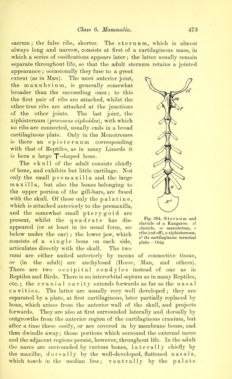 sacrum; the false ribs, shorter. The sternum, which is almost always long and narrow, consists at first of a cartilaginous mass, in which a series of ossifications appears later; the latter usually remain separate throughout life, so that the adult sternum retains a jointed appearance ; occasionally they fuse to a great extent (as in Man). The most anterior joint, the manubrium, is .generally somewhat broader than the succeeding ones; to this the first pair of ribs are attached, whilst the other true ribs are attached at the junctions of the other joints. The last joint, the xiphisternum {'processus xiphoides), with which no ribs are connected, usually ends in a broad cartilaginous plate. Only in the Monotremes is there an episternum corresponding with that of Reptiles, as in many Lizards it is here a large bone. The skull of the adult consists chiefly of bone, and exhibits but little cartilage. Not only the small premaxilla and the large maxilla, but also the bones belonging to the upper portion of the gill-bars, are fused with the skull. Of these only the palatine, which is attached anteriorly to the premaxilla, and the somewhat small pterygoid are present, whilst the quadrate has dis- appeared (or at least in its usual form, see below under the ear) ; the lower jaw, which consists of a single bone on each side, articulates directly with the skull. The two rami are either united anteriorly by means or (in the adult) are anchylosed (Horse, There are two occipital condyles instead of one as in Reptiles and Birds. There is no interorbital septum as in many Reptiles, etc.; the cranial cavity extends forwards as far as the nasal cavities. The latter are usually very well developed; they are separated by a plate, at first cartilaginous, later partially replaced by bone, which arises from the anterior wall of the skull, and projects forwards. They are also at first surrounded laterally and dorsally by outgrowths from the anterior region of the cartilaginous cranium, but after a time these ossify, or are covered in by membrane bones, and then dwindle away; those portions which surround the external nares and the adjacent regions persist, however, throughout life. In the adult the nares are surrounded by various bones, laterally chiefly by the maxillae, dorsally by the well-developed, flattened nasals, which touch in the median line; ventrally by the palate Fig. 384. Sternum and clavicle of a Kangaroo, cl clavicle, m manubrium, r ribs (cut off), x xiphisternum, xl its cartilaginous terminal plate.—Orig. of connective tissue, Man, and others).