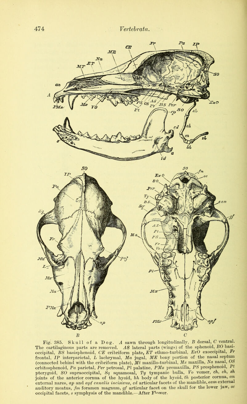 B C Fig-. 385. Skull of a Dog-. A sawn through longitudinally, B dorsal, C ventral. The cartilaginous parts are removed. AS lateral parts (wings) of the sphenoid,. BO basi- occipital, B8 basisphenoid, CE cribriform plate, ET ethmo-turbinal, ExO exoccipital, Fr frontal, IP interparietal, L lachrymal, Ma jugal, ME bony portion of the nasal septum (connected behind with the cribriform plate), Mt maxillo-turbinal, Mx maxilla, Na nasal, 08 orbitosphenoid, Pa parietal, Per petrosal, PI palatine, PMx premaxilla, PS presphenoid, Pt pterygoid, SO supraoccipital, Sq squamosal, Ty tympanic bulla, Vo vomer, ch, eh, sh joints of the anterior cornua of the hyoid, hh body of the hyoid, th posterior cornua, an external nares, ajp and apf canalis incisivus, cd articular facets of the mandible, earn external auditory meatus, fm foramen magnum, gf articular facet on the skull for the lower jaw, oc occipital facets, s symphysis of the mandible.—After Flower.