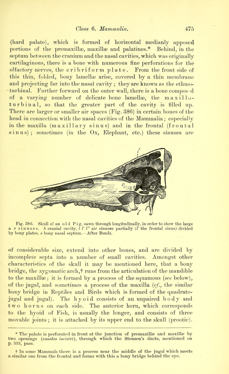 (hard palate), wliicli is formed of horizontal medianly apposed portions of tlie premaxillae, maxillae and palatines,* Behind, in the septum between the cranium and the nasal cavities, which was origiually cartilaginous, there is a bone with numerous fine perforations for the olfactory nerves, the cribriform plate. From the front side of this thin, folded, bony lamellae arise, covered by a thin membrane and projecting far into the nasal cavity ; they are known as the ethmo- ''turbinal. Farther forward on the outer wall, there is a bone compos-d of a varying namber of delicate bone lamellae, the maxillo- turbinal, so that the greater part of the cavity is filled up. There are larger or smaller air spaces (Fig. 386) in certain bones of the head in connection with the nasal cavities of the Mammalia; especially in the maxilla (maxillary sinus) and in the frontal (frontal .sinus) ; sometimes (in the Ox, Elephant, etc.) these sinuses are Fig. 386. Skull of an old Pig, sawn through longitudinally, in order to show the large a r sinuses, h cranial cavity, l V l air sinuses partially (V the frontal sinus) divided by bony plates, s bony nasal septum.—After Bendz. of considerable size, extend into other bones, and are divided by incomplete septa into a number of small cavities. Amongst other characteristics of the skull it may be mentioned here, that a bony bridge, the zygomatic arch,t runs from the articulation of the mandible to the maxillae; it is formed by a process of the squamous (see below), of the jugal, and sometimes a process of the maxilla (c/-., the similar bony bridge in Reptiles and Birds which is formed of the quadrato- jugal and jugal). The hyoid consists of an unpaired body and two horns on each side. The anterior horn, which corresponds to the hyoid of Fish, is usually the longer, aud consists of three movable joints; it is attached by its upper end to the skull (prootic). * The palate is perforated in front at the junction of premaxillse and maxillae by two openings (candles incisivi), through which the Stensen’s ducts, mentioned on p. 333, pass. f In some Mammals there is a process near the middle of the jugal which meets a similar one from the frontal and forms with this a bony bridge behind the eye.