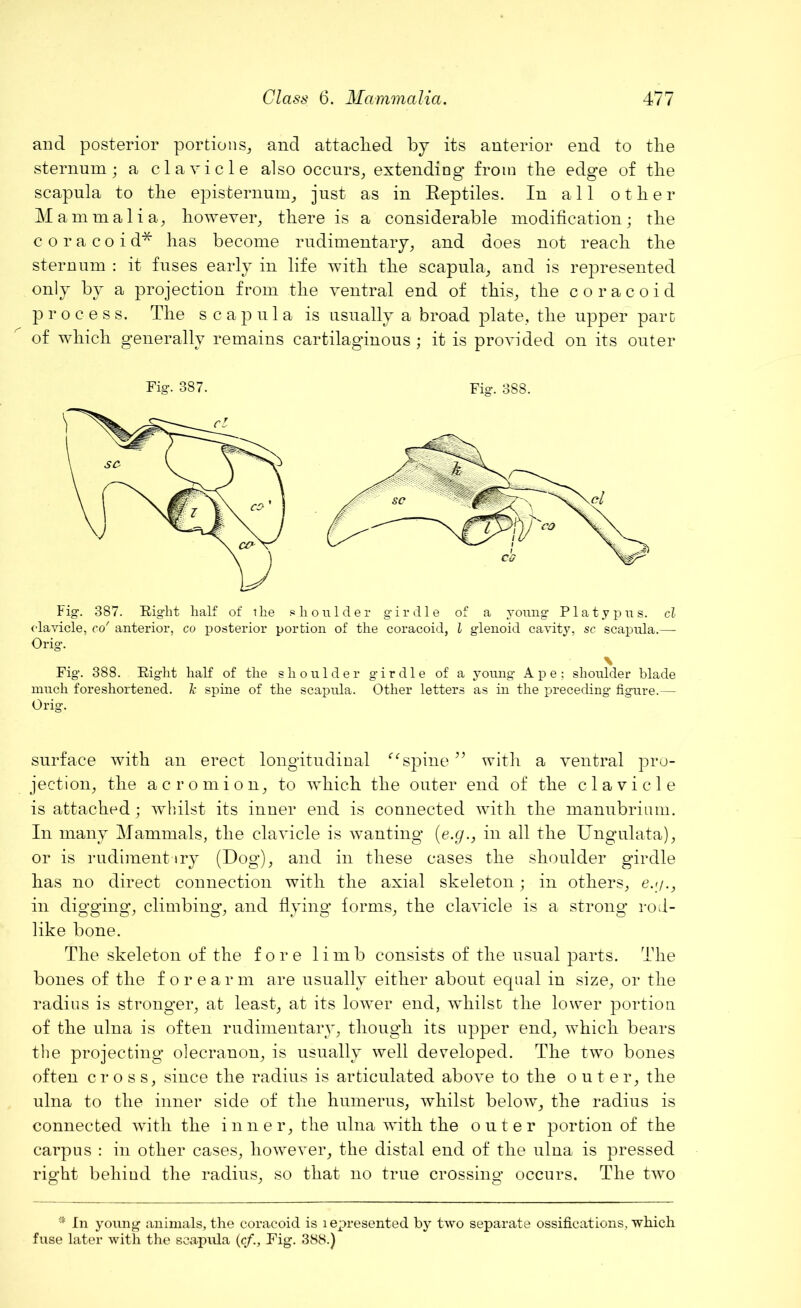 and posterior portions, and attacked by its anterior end to the sternum; a clavicle also occurs, extending* from tlie edge of tbe scapula to tbe episternum, just as iu Reptiles. Iu all other Mammalia, however, there is a considerable modification; the coracoid* has become rudimentary, and does not reach the sternum : it fuses early in life with the scapula, and is represented only by a projection from the ventral end of this, the coracoid process. The scapula is usually a broad plate, the upper part of which generally remains cartilaginous ; it is provided on its outer Fig. 387. Fig. 388. Fig. 387. Right half of the shoulder girdle of a young Platypus, cl clavicle, co' anterior, co posterior portion of the coracoid, l glenoid cavity, sc scapula.— Orig. \ Fig. 388. Right half of the shoulder girdle of a young Ape: shoulder blade much foreshortened, k spine of the scapula. Other letters as in the preceding figure.— Orig. surface with an erect longitudinal “ spine ” with a ventral pro- jection, the acromion, to which the outer end of the clavicle is attached; whilst its inner end is connected with the manubrium. In many Mammals, the clavicle is wanting* (e.g., in all the Ungulata), or is rudimentary (Dog), and in these cases the shoulder girdle has no direct connection with the axial skeleton; in others, e.j/., in digging, climbing, and flying* forms, the clavicle is a strong* rod- like bone. The skeleton of the fore limb consists of the usual parts. The bones of the forearm are usually either about equal in size, or the radius is stronger, at least, at its lower end, whilst the lower portion of the ulna is often rudimentary, though its upper end, which bears the projecting olecranon, is usually well developed. The two bones often cross, since the radius is articulated above to the outer, the ulna to the inner side of the humerus, whilst below, the radius is connected with the inner, the ulna with the outer portion of the carpus : in other cases, however, the distal end of the ulna is pressed right behind the radius, so that no true crossing occurs. The two * In young animals, the coracoid is i epresented by two separate ossifications, which fuse later with the scapula (cf., Fig. 388.)