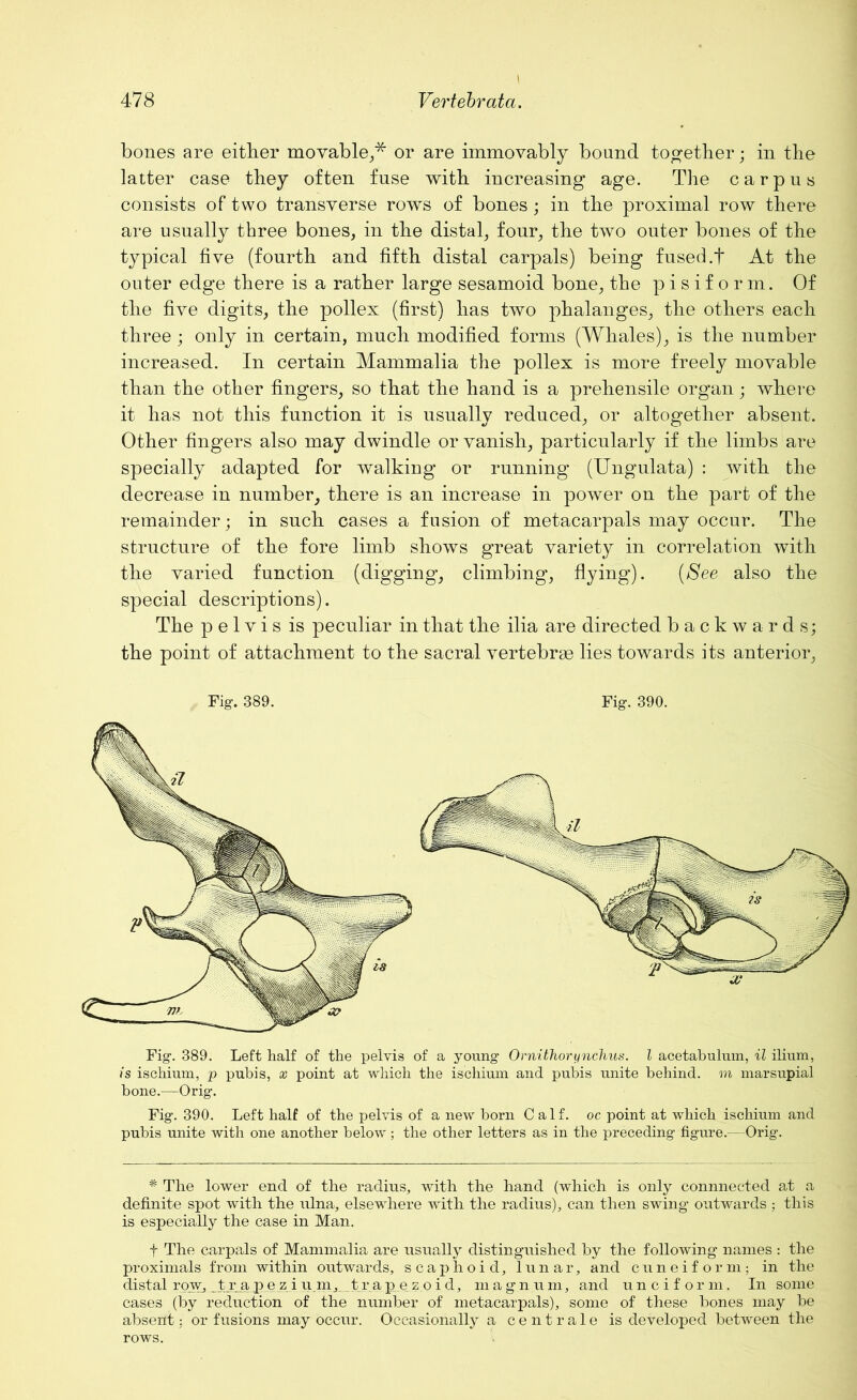 bones are either movable,* or are immovably bound together; in the latter case they often fuse with increasing age. The carpus consists of two transverse rows of bones ; in the proximal row there are usually three bones, in the distal, four, the two outer bones of the typical five (fourth and fifth distal carpals) being fused .t At the outer edge there is a rather large sesamoid bone, the pisiform. Of the five digits, the pollex (first) has two phalanges, the others each three ; only in certain, much modified forms (Whales), is the number increased. In certain Mammalia the pollex is more freely movable than the other fingers, so that the hand is a prehensile organ; where it has not this function it is usually reduced, or altogether absent. Other fingers also may dwindle or vanish, particularly if the limbs are specially adapted for walking or running (Ungulata) : with the decrease in number, there is an increase in power on the part of the remainder; in such cases a fusion of metacarpals may occur. The structure of the fore limb shows great variety in correlation with the varied function (digging, climbing, flying). (See also the special descriptions). The pelvis is peculiar in that the ilia are directed backwards; the point of attachment to the sacral vertebrae lies towards its anterior, Fig. 389. Fig. 390. Fig. 389. Left half of the pelvis of a young Ornibhorynchus. I acetabulum, il ilium, is ischium, p pubis, x point at which the ischium and pubis unite behind, m marsupial bone.—Orig. Fig. 390. Left half of the pelvis of a new born Calf, oc point at which ischium and pubis unite with one another below; the other letters as in the preceding figure.—Orig. # The lower end of the radius, with the hand (which is only connnected at a definite spot with the ulna, elsewhere with the radius), can then swing outwards ; this is especially the case in Man. f The carpals of Mammalia are usually distinguished by the following names : the proximals from within outwards, scaphoid, lunar, and cuneiform; in the distal row, trap e zi um, tra p e z.o i d, magn u m, and unciform. In some cases (by reduction of the number of metacarpals), some of these bones may be absent: or fusions may occur. Occasionally a centrale is developed between the