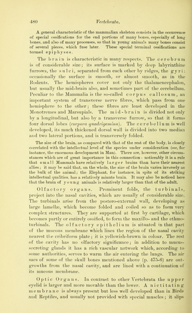 A general characteristic of the mammalian skeleton consists in the occurrence of special ossifications for the end portions of many hones, especially of long hones, and also of many processes, so that in young animals many hones consist of several pieces, which fuse later. These special terminal ossifications are termed epiphyses. The brain is characteristic in many respects. The cerebrum is of considerable size; its surface is marked by deep labyrinthine furrows, the sulci, separated from each other by ridges, the gyri: occasionally the surface is smooth, or almost smooth, as in the Rodents. The hemispheres cover not only the thalamencephalon, but usually the mid-brain also, and sometimes part of the cerebellum. Peculiar to the Mammalia is the so-called corpus callosum, an important system of transverse nerve fibres, which pass from one hemisphere to the other; these fibres are least developed in the Monotr ernes and Marsupials. The mid-brain is divided not only by a longitudinal, but also by a transverse furrow, so that it forms four dorsal lobes (corpora quadrigemina). The cerebellum is well developed, its much thickened dorsal wall is divided into two median and two lateral portions, and is transversely folded. The size of the brain, as compared with that of the rest of the body, is closely ■correlated with the intellectual level of the species under consideration (see, for instance, the enormous development in Man). There are, however, other circum- stances which are of great importance in this connection : noticeably it is a rule that small Mammals have relatively larger brains than have their nearest allies; it may be said that, on the whole, the size of the brain varies inversely as the bulk of the animal; the Elephant, for instance, in spite of its striking intellectual qualities, has a relatively minute brain. It may also be noticed here that the brain of young animals is relatively larger than that of the adult. Olfactory organs. Prominent folds, the turbinals, project into the nasal cavities, which are usually of considerable size. The turbinals arise from the postero-external wall, developing as large lamellae, which become folded and coiled so as to form very complex structures. They are supported at first by cartilage, which becomes partly or entirely ossified, to form the maxillo- and the ethmo- turbinals. The olfactory epithelium is situated in that part of the mucous membrane which lines the region of the nasal cavity nearest the cribriform plate; it is yellowish-brown in colour. The rest of the cavity has no olfactory significance; in addition to mucus- secreting glands it lias a rich vascular network which, according to .some authorities, serves to warm the air entering the lungs. The air sacs of some of the skull bones mentioned above (p. 475-6) are out- growths from the nasal cavity, and are lined with a continuation of its mucous membrane. Optic Organs. In contrast to other Yertebrata the upper ■eyelid is larger and more movable than the lower. A nictitating’ membrane is always present but less well developed than in Birds and Reptiles, and usually not provided with special muscles; it slips