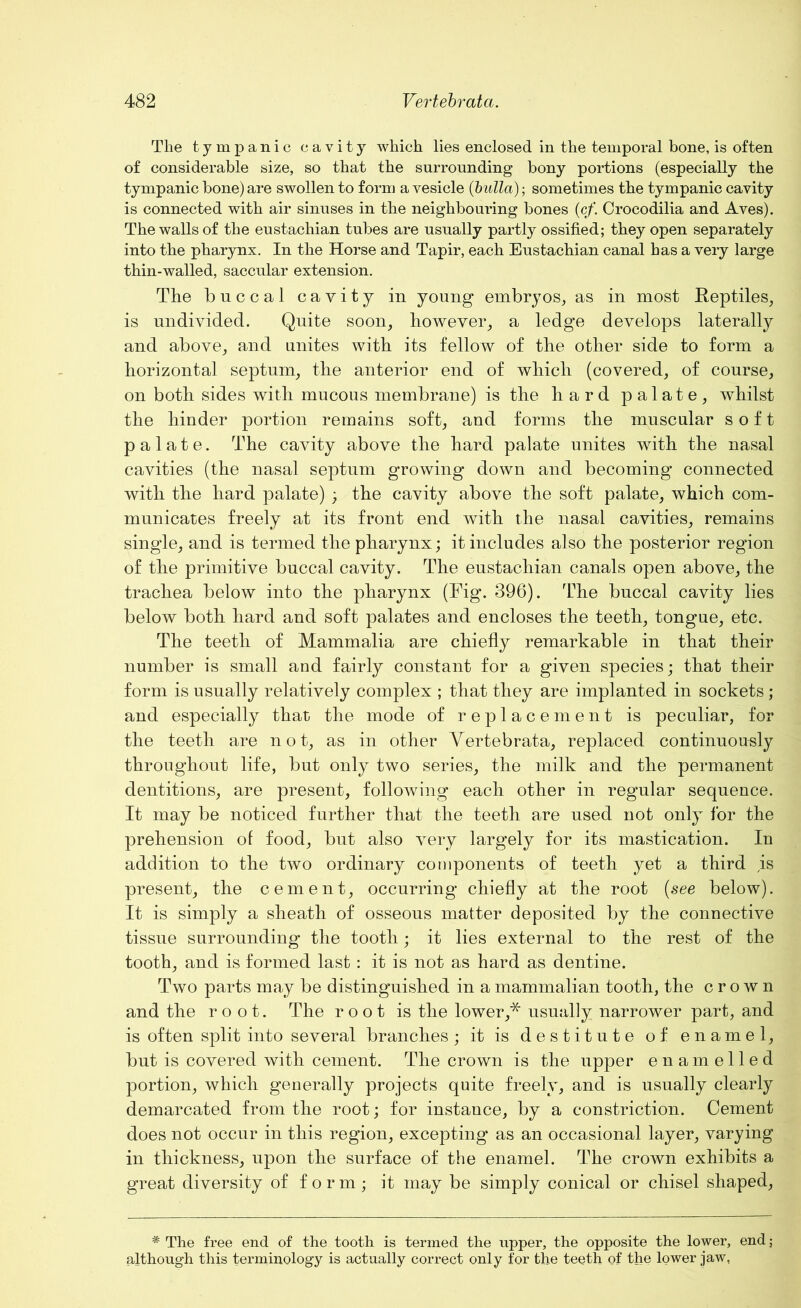 The tympanic cavity which lies enclosed in the temporal bone, is often of considerable size, so that the surrounding bony portions (especially the tympanic bone) are swollen to form a vesicle (bulla); sometimes the tympanic cavity is connected with air sinuses in the neighbouring bones (cf. Crocodilia and Aves). The walls of the eustachian tubes are usually partly ossified; they open separately into the pharynx. In the Horse and Tapir, each Eustachian canal has a very large thin-walled, saccular extension. The buccal cavity in young embryos, as in most Reptiles, is undivided. Quite soon, however, a ledge develops laterally and above, and unites with its fellow of the other side to form a horizontal septum, the anterior end of which (covered, of course, on both sides with mucous membrane) is the hard palate, whilst the hinder portion remains soft, and forms the muscular soft palate. The cavity above the hard palate unites with the nasal cavities (the nasal septum growing down and becoming connected with the hard palate) ; the cavity above the soft palate, which com- municates freely at its front end with the nasal cavities, remains single, and is termed the pharynx; it includes also the posterior region of the primitive buccal cavity. The eustachian canals open above, the trachea below into the pharynx (Fig. 396). The buccal cavity lies below both hard and soft palates and encloses the teeth, tongue, etc. The teeth of Mammalia are chiefly remarkable in that their number is small and fairly constant for a given species; that their form is usually relatively complex ; that they are implanted in sockets; and especially that the mode of replacement is peculiar, for the teeth are not, as in other Vertebrata, replaced continuously throughout life, but only two series, the milk and the permanent dentitions, are present, following each other in regular sequence. It may be noticed further that the teeth are used not only for the prehension of food, but also very largely for its mastication. In addition to the two ordinary components of teeth yet a third is present, the cement, occurring chiefly at the root (see below). It is simply a sheath of osseous matter deposited by the connective tissue surrounding the tooth; it lies external to the rest of the tooth, and is formed last : it is not as hard as dentine. Two parts may be distinguished in a mammalian tooth, the crown and the root. The root is the lower,* usually narrower part, and is often split into several branches; it is destitute of enamel, but is covered with cement. The crown is the upper enamelled portion, which generally projects quite freely, and is usually clearly demarcated from the root; for instauce, by a constriction. Cement does not occur in this region, excepting as an occasional layer, varying in thickness, upon the surface of the enamel. The crown exhibits a great diversity of form; it may be simply conical or chisel shaped, # The free end of the tooth is termed the upper, the opposite the lower, end; although this terminology is actually correct only for the teeth of the lower jaw,