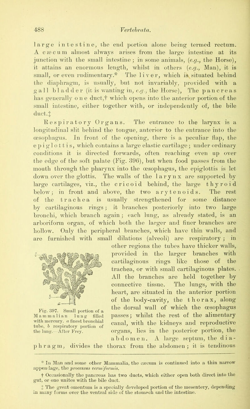 large intestine, tlie end portion alone being termed rectum. A c 80 c n m almost always arises from the large intestine at its junction with, the small intestine ; in some animals, (e.g., the Horse), it attains an enormous length, whilst in others (e.g., Man), it is small, or even rudimentary.* The liver, which i»vsituated behind the diaphragm, is usually, but not invariably, provided with a gall bladder (it is wanting in, e.g., the Horse), The pancreas has generally one duct,t which opens into the anterior portion of the small intestine, either together with, or independently of, the bile duct.J Respiratory Organs. The entrance to the larynx is a longitudinal slit behind the tongue, anterior to the entrance into the oesophagus. In front of the opening, there is a peculiar flap, the epiglottis, which contains a large elastic cartilage; under ordinary conditions it is directed forwards, often reaching even up over the edge of the soft palate (Rig. 396), but when food passes from the mouth through the pharynx into the oesophagus, the epiglottis is let down over the glottis. The walls of the larynx are supported by large cartilages, viz., the cricoid behind, the large thyroid below; in front and above, the two arytenoids. The rest of the trachea is usually strengthened for some distance by cartilaginous rings; it branches posteriorly into two large bronchi, which branch again; each lung, as already stated, is an arboriform organ, of which both the larger and finer branches are hollow. Only the peripheral branches, which have thin walls, and are furnished with small dilations (alveoli) are respiratory ; in other regions the tubes have thicker walls, provided in the larger branches with cartilaginous rings like those of the trachea, or with small cartilaginous plates. All the branches are held together by connective tissuq. The lungs, with the heart, are situated in the anterior portion of the body-cavity, the thorax, along the dorsal wall of which the oesophagus passes; whilst the rest of the alimentary canal, with the kidneys and reproductive organs, lies in the posterior portion, the abdomen. A large septum, the dia- phragm, divides the thorax from the abdomen; it is tendinous Fig. 397. Small portion of a Mammalian lung filled with mercury, a finest bronchial tube, b respiratory portion of the lung.—After Frey. * In Man and some other Mammalia, the caecum is continued into a thin narrow appendage, the 'processus vermiformis. f Occasionally the pancreas has two ducts, which either open both direct into the gut, or one unites with the bile duct. X The great omentum is a specially developed portion of the mesentery, depending in many forms over the ventral side of the stomp ch and the intestine.