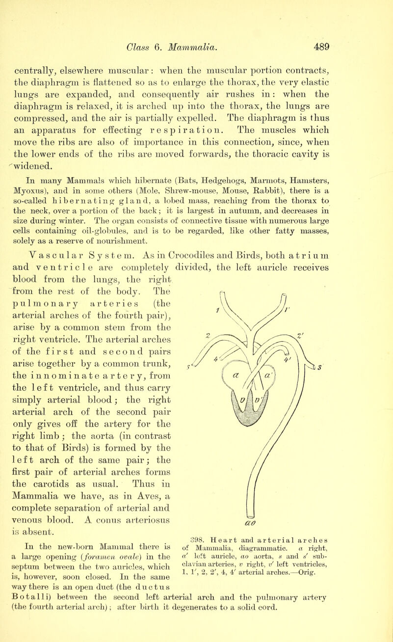 centrally, elsewhere muscular: when the muscular portion contracts, the diaphragm is flattened so as to enlarge the thorax, the very elastic lungs are expanded, and consequently air rushes in: when the diaphragm is relaxed, it is arched up into the thorax, the lungs are compressed, and the air is partially expelled. The diaphragm is thus an apparatus for effecting respiration. The muscles which move the ribs are also of importance in this connection, since, when the lower ends of the ribs are moved forwards, the thoracic cavity is 'widened. In many Mammals which hibernate (Bats, Hedgehogs, Marmots, Hamsters, Myoxus), and in some others (Mole, Shrew-mouse, Mouse, Rabbit), there is a so-called hibernating gland, a lobed mass, reaching from the thorax to the neck, over a portion of the back; it is largest in autumn, and decreases in size during winter. The organ consists of connective tissue with numerous large cells containing oil-globules, and is to be regarded, like other fatty masses, solely as a reserve of nourishment. Vascular System. As in Crocodiles and Birds, both atrium and ventricle are completely divided, the left auricle receives blood from the lungs, the right from the rest of the body. The pulmonary arteries (the arterial arches of the fourth pair), arise by a common stem from the right ventricle. The arterial arches of the first and second pairs arise together by a common trunk, the innominate artery, from the left ventricle, and thus carry simply arterial blood; the right arterial arch of the second pair only gives off the artery for the right limb ; the aorta (in contrast to that of Birds) is formed by the left arch of the same pair; the first pair of arterial arches forms the carotids as usual. Thus in Mammalia we have, as in Aves, a complete separation of arterial and venous blood. A conus arteriosus is absent. 398. Heart and arterial arches In the new-born Mammal there is of Mammalia, diagrammatic. a right, a large opening (foramen ovale) in the a' left auricle, ao aorta, s and s' sub- septum between the two auricles, which ciaHan arteries v right, v' left ventricles, , -i n x ji 1, 1 , 2, 2,4, 4 arterial arches.—Orig. is, however, soon closed, in the same way there is an open duct (the ductus B o t a 11 i) between the second left arterial arch and the pulmonary artery (the fourth arterial arch); after birth it degenerates to a solid cord.