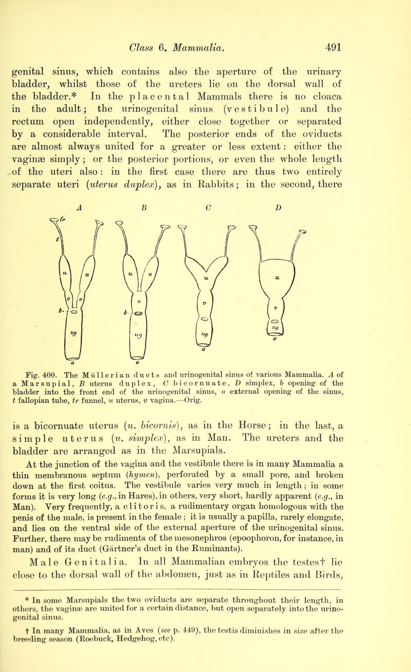 genital sinus, which contains also the aperture of the urinary bladder, whilst those of the ureters lie on the dorsal wall of the bladder.* In the placental Mammals there is no cloaca in the adult; the urinogenital sinus (vestibule) and the rectum open independently, either close together or separated by a considerable interval. The posterior ends of the oviducts are almost always united for a greater or less extent: either the vaginas simply; or the posterior portions, or even the whole length ^of the uteri also : in the first case there are thus two entirely separate uteri (uterus duplex), as in Rabbits; in the second, there D Fig-. 400. The Mullerian ducts and urinogenital sinus of various Mammalia. A of a Marsupial, B uterus duplex, C bicornuate, D simplex, b opening of the bladder into the front end of the urinogenital sinus, o external opening of the sinus, t fallopian tube, tr funnel, u uterus, v vagina.—Orig. is a bicornuate uterus (u. bicornis), as in the Horse; in the last, a simple uterus (u. simplex), as in Man. The ureters and the bladder are arranged as in the Marsupials. At the junction of the vagina and the vestibule there is in many Mammalia a thin membranous septum (hymen), perforated by a small pore, and broken down at the first coitus. The vestibule varies very much in length; in some forms it is very long (e.g., in Hares), in others, very short, hardly apparent (e.g., in Man). Yery frequently, a clitoris, a rudimentary organ homologous with the penis of the male, is present in the female ; it is usually a papilla, rarely elongate, and lies on the ventral side of the external aperture of the urinogenital sinus. Further, there may be rudiments of the mesonephros (epoophoron, for instance, in man) and of its duct (Gartner’s duct in the Ruminants). Male Genitalia. In all Mammalian embryos the testest lie close to the dorsal wall of the abdomen, just as in Reptiles and Birds, * In some Marsupials the two oviducts are separate throughout their length, in others, the vaginae are united for a certain distance, but open separately into the urino- genital sinus. f In many Mammalia, as in Aves (see p. 449), the testis diminishes in size after the breeding season (Roebuck, Hedgehog, etc).