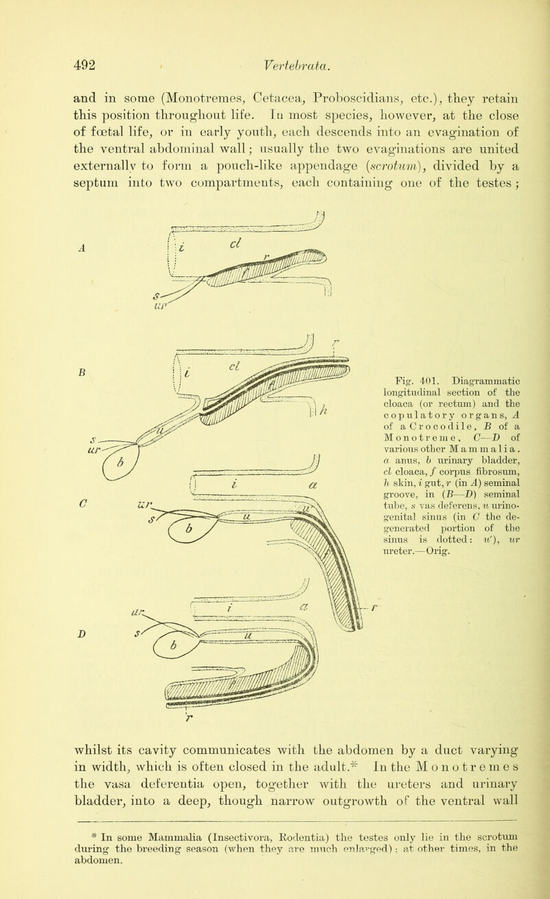 and in some (Monotremes, Cetacea, Proboscidians, etc.), they retain this position throughout life. Iq most species, however, at the close of foetal life, or in early youth, each descends into an evagination of the ventral abdominal wall; usually the two evaginations are united externally to form a pouch-like appendage {scrotum), divided by a septum into two compartments, each containing one of the testes ; A Fig. 401. Diagrammatic longitudinal section of the cloaca (or rectum) and the copulatory organs, A of aCrocodile, B of a Monotreme, C-—D of various other Mammalia. a anus, b urinary bladder, cl cloaca, / corpus fibrosum, h skin, i gut, r (in A) seminal groove, in (B—D) seminal tube, s vas deferens, u urino- genital sinus (in C the de- generated portion of the sinus is dotted: u'), ur ureter.—Orig. whilst its cavity communicates with the abdomen by a duct varying in width, which is often closed in the adult.* In the Monotremes the vasa deferentia open, together with the ureters and urinary bladder, into a deep, though narrow outgrowth of the ventral wall * In some Mammalia (Insectivora, Rodentia) the testes only lie in the scrotum during the breeding season (when they are much enlarged): at other times, in the abdomen.