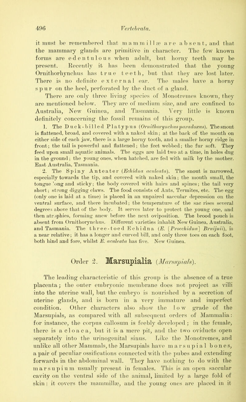 it must be remembered tbat mammillae are absent, and that tbe mammary glands are primitive in character. The few known forms are edentulous when adult, but horny teeth may be present. Recently it has been demonstrated that the young Ornithorhynchus has true teeth, but that they are lost later. There is no definite external ear. The males have a horny spur on the heel, perforated by the duct of a gland. There are only three liviug species of Monotremes known, they are mentioned below. They are of medium size, and are confined to Australia, New Guinea, and Tasmania. Very little is known definitely concerning the fossil remains of this group. 1. The Duck-billed Platypus (Ornithorynchus paradoxus). Tliesnout is flattened, broad, and covered with a naked skin; at the back of the mouth on either side of each jaw, there is a large horny tooth, and a smaller horny ridge in front; the tail is powerful and flattened; the feet webbed; the fur soft. They feed upon small aquatic animals. The eggs are laid two at a time, in holes dug in the ground; the young ones, when hatched, are fed with milk by the mother. East Australia, Tasmania. 2. The Spiny Anteater (Echidna aculeata). The snout is narrowed, especially towards the tip, and covered with naked skin; the mouth small, the tongue ^ong and sticky; the body covered with hairs and spines; the tail very short; strong digging claws. The food consists of Ants, Termites, etc. The egg (only one is laid at a time) is placed in an unpaired saccular depression on the ventral surface, and there incubated; the temperature of the sac rises several degrees above that of the body. It serves later to protect the young one, and then atrophies, forming anew before the next oviposition. The brood pouch is absent from Ornithorynchus. Different varieties inhabit New Guinea, Australia, and Tasmania. The three-toed Echidna (E. [Proechidna] Bruijnii), is a near relative; it has a longer and curved bill, and only three toes on each foot, both hind and fore, whilst E. aculeata has five. New Guinea. Order 2. Marsupialia {Marsupials). Tbe leading characteristic of this group is the absence of a true placenta; the outer embryonic membrane does not project as villi into the uterine wall, but the embryo is nourished by a secretion of uterine glands, and is born in a very immature and imperfect condition. Other characters also show the low grade of the Marsupials, as compared with all subsequent orders of Mammalia: for instance, the corpus callosum is feebly developed; in the female, there is a cloaca, but it is a mere pit, and the two oviducts open separately into the urinogenital sinus. Like the Monotremes, and unlike all other Mammals, the Marsupials have marsupial bones, a pair of peculiar ossifications connected with the pubes and extending forwards in the abdominal wall. They have nothing to do with the marsupinm usually present in females. This is an open saccular cavity on the ventral side of the animal, limited by a large fold of skin: it covers the mammillae, and the young ones are placed in it