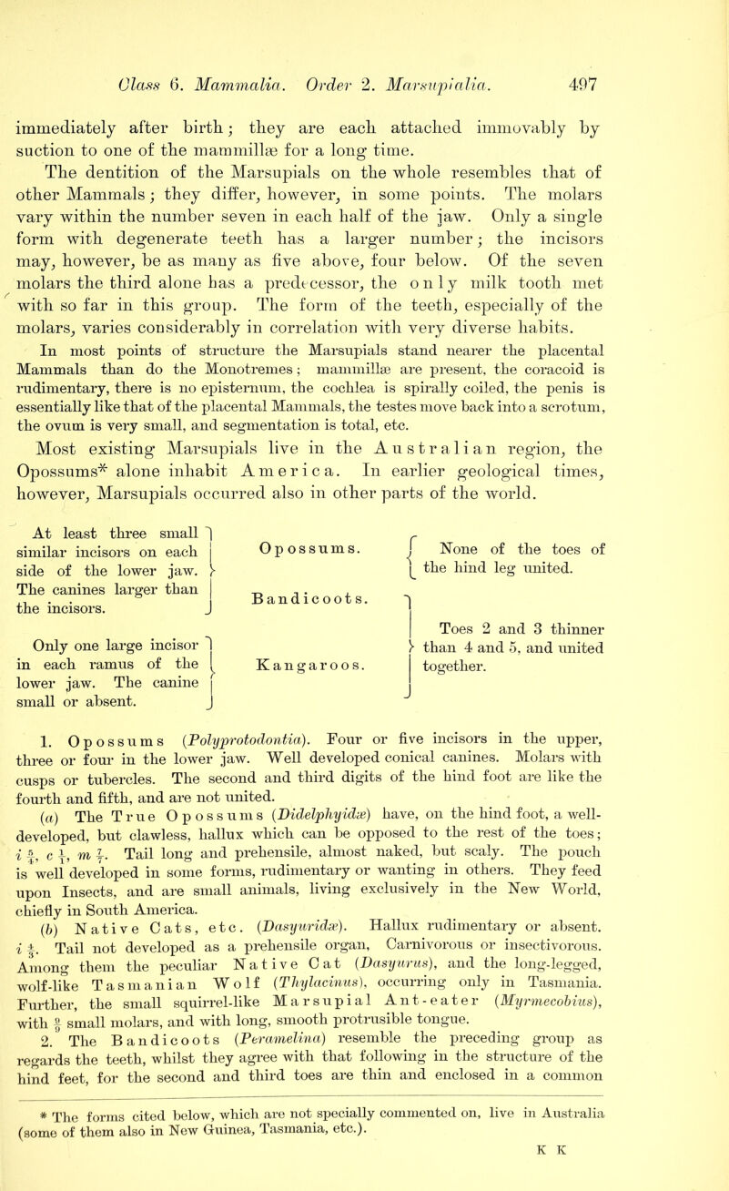immediately after birth; they are each attached immovably by suction to one of the mammillge for a long time. The dentition of the Marsupials on the whole resembles that of other Mammals; they differ, however, in some points. The molars vary within the number seven in each half of the jaw. Only a single form with degenerate teeth has a larger number; the incisors may, however, be as many as five above, four below. Of the seven molars the third alone has a predecessor, the only milk tooth met with so far in this group. The form of the teeth, especially of the molars, varies considerably in correlation with very diverse habits. In most points of structure the Marsupials stand nearer the placental Mammals than do the Monotremes; mammillae are present, the coracoid is rudimentary, there is no episternum, the cochlea is spirally coiled, the penis is essentially like that of the placental Mammals, the testes move back into a scrotum, the ovum is very small, and segmentation, is total, etc. Most existing Marsupials live in the Australian region, the Opossums* alone inhabit America. In earlier geological times, however, Marsupials occurred also in other parts of the world. At least three small | similar incisors on each | side of the lower jaw. }■ The canines larger than | the incisors. J Only one large incisor 1 in each ramus of the (_ lower jaw. The canine | small or absent. J Op ossums. Bandicoots. Kangaroos. f None of the toes of ^ the hind leg united. | Toes 2 and 3 thinner )• than 4 and 5, and united together. 1. Opossums (Polyprotodontia). Four or five incisors in the upper, three or four in the lower jaw. Well developed conical canines. Molars with cusps or tubercles. The second and third digits of the hind foot are like the fourth and fifth, and are not united. (a) The True Opossums (Didelphyidx) have, on the hind foot, a well- developed, but clawless, hallux which can be opposed to the rest of the toes; i a5 ci m l. Tail long and prehensile, almost naked, but scaly. The pouch is well developed in some forms, rudimentary or wanting in others. They feed upon Insects, and are small animals, living exclusively in the New World, chiefly in South America. (b) Native Oats, etc. (Dasyuridx). Hallux rudimentary or absent. i Tail not developed as a prehensile organ, Carnivorous or insectivorous. Among them the peculiar Native Cat (Dasyurus), and the long-legged, wolf-like Tasmanian Wolf (Thylacinus), occurring only in Tasmania. Further, the small squirrel-like Marsupial Ant-eater (Myrmecobius), with § small molars, and with long, smooth protrusible tongue. 2. The Bandicoots (Peramelina) resemble the preceding group as regards the teeth, whilst they agree with that following in the structure of the hind feet, for the second and third toes are thin and enclosed in a common # The forms cited below, which are not specially commented on, live in Australia (some of them also in New Giuinea, Tasmania, etc.).