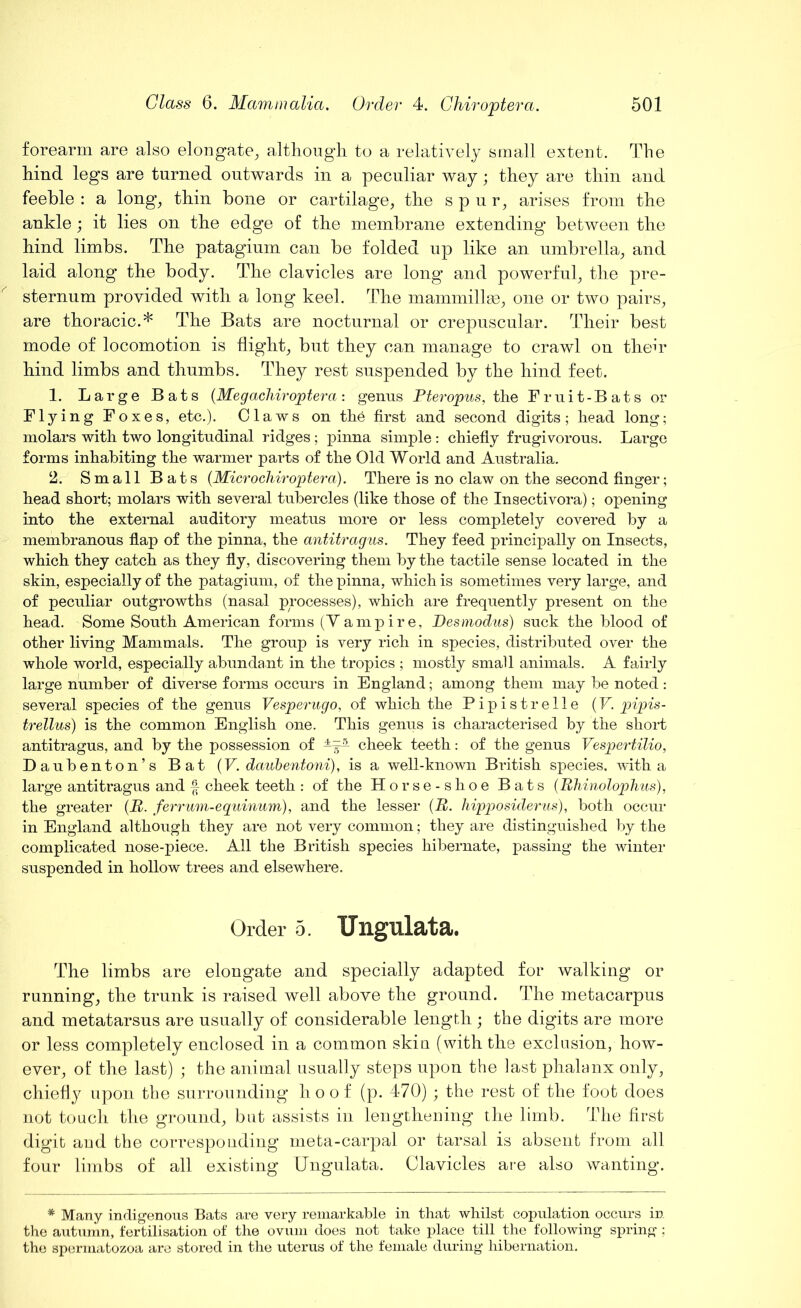 forearm are also elongate, although to a relatively small extent. The hind legs are turned outwards in a peculiar way; they are thin and feeble : a long, thin bone or cartilage, the spur, arises from the ankle; it lies on the edge of the membrane extending between the hind limbs. The patagium can be folded up like an umbrella, and laid along the body. The clavicles are long and powerful, the pre- sternum provided with a long keel. The mammillae, one or two pairs, are thoracic.* The Bats are nocturnal or crepuscular. Their best mode of locomotion is flight, but they can manage to crawl on their hind limbs and thumbs. They rest suspended by the hind feet. 1. Large Bats (Megachiroptera : genus Pteropus, the F r u i t - B a t s or Flying Foxes, etc.). Claws on the first and second digits; head long; molars with two longitudinal ridges; pinna simple: chiefly frugivorous. Large forms inhabiting the warmer parts of the Old World and Australia. 2. Small Bats (Microchiroptera). There is no claw on the second finger; head short; molars with several tubercles (like those of the Insectivora); opening into the external auditory meatus more or less completely covered by a membranous flap of the pinna, the antitragus. They feed principally on Insects, which they catch as they fly, discovering them by the tactile sense located in the skin, especially of the patagium, of the pinna, which is sometimes very large, and of peculiar outgrowths (nasal processes), which are frequently present on the head. Some South American forms (Y a m p i r e, Desmodus) suck the blood of other living Mammals. The group is very rich in species, distributed over the whole world, especially abundant in the tropics ; mostly small animals. A fairly large number of diverse forms occurs in England; among them may he noted : several species of the genus Vesperugo, of which the Pipistrelle (V. pipis- trellus) is the common English one. This genus is characterised by the short antitragus, and by the possession of cheek teeth: of the genus Vespertilio, Daubenton’s Bat (V. daubentoni), is a well-known British species, with a large antitragus and f cheek teeth : of the Horse-shoe Bats (Bhinolophus), the greater (R. ferrum-equinum), and the lesser (R. liipposiderus), both occur in England although they are not very common; they are distinguished by the complicated nose-piece. All the British species hibernate, passing the winter suspended in hollow trees and elsewhere. Order 5. TJngulata. The limbs are elongate and specially adapted for walking or running, the trunk is raised well above the ground. The metacarpus and metatarsus are usually of considerable length ; the digits are more or less completely enclosed in a common skin (with the exclusion, how- ever, of the last) ; the animal usually steps upon the last phalanx only, chiefly upon the surrounding hoof (p. 470) ; the rest of the foot does not touch the ground, but assists in lengthening the limb. The first digit and the corresponding meta-carpal or tarsal is absent from all four limbs of all existing Ungulata. Clavicles are also wanting. * Many indigenous Bats are very remarkable in that whilst copulation occurs in the autumn, fertilisation of the ovum does not take place till the following spring ; the spermatozoa are stored in the uterus of the female during hibernation.