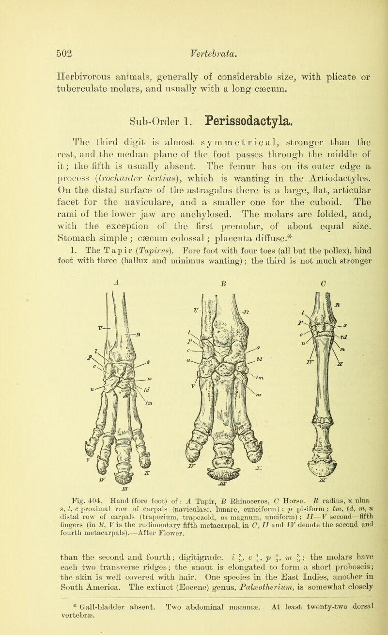 Herbivorous animals, generally of considerable size,, with plicate or tuberculate molars, and usually with a long caecum. Sub-Order l. Perissodactyla. The third digit is almost symmetrical, stronger than the rest, and the median plane of the foot passes through the middle of it; the fifth is usually absent. The femur has on its outer edge a process (trochanter tertius), which is wanting in the Artiodactyles. On the distal surface of the astragalus there is a large, flat, articular facet for the naviculare, and a smaller one for the cuboid. The rami of the lower jaw are anchylosed. The molars are folded, and, with the exception of the first premolar, of about equal size. Stomach simple; caecum colossal; placenta diffuse* 1. The Tapir (Tapirus). Fore foot with four toes (all hut the pollex), hind foot with three (hallux and minimus wanting) ; the third is not much stronger 4 B C Mr Fig-. 404. Hand (fore foot) of : A Tapir, B Rhinoceros, C Horse. R radius, u ulna s, l, c proximal row of carpals (naviculare, lunare, cuneiform) ; p pisiform ; tm, td, m, u distal row of carpals (trapezium, trapezoid, os magnum, unciform) ; II—V second—fifth fingers (in B, V is the rudimentary fifth metacarpal, in C, II and IV denote the second and fourth metacarpals).—After Flower. than the second and fourth; digitigrade. i f-, c ^ p f, m f; the molars have each two transverse ridges; the snout is elongated to form a short proboscis; the skin is well covered with hair. One species in the East Indies, another in South America. The extinct (Eocene) genus, Palseotherium, is somewhat closely # Gall-bladder absent. Two abdominal mammae. At least twenty-two dorsal vertebrae.