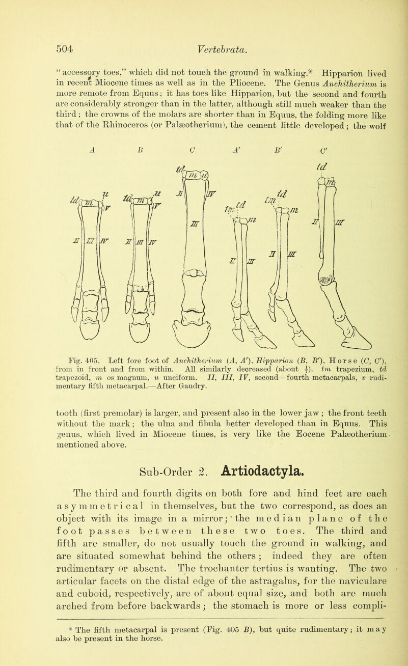 “ accessory toes,” which did not touch the ground in walking.* Hipparion lived in recent Miocene times as well as in the Pliocene. The Genus Anchitherium is more remote from Equus; it has toes like Hipparion, hut the second and fourth are considerably stronger than in the latter, although still much weaker than the third; the crowns of the molars are shorter than in Equus, the folding more like that of the Rhinoceros (or Palaeotherium), the cement little developed; the wolf Fig1. 405. Left fore foot of Anchitherium (A, A'), Hipparion (B, B'), Horse (C, C'), from in front and from within. All similarly decreased (about y). tm trapezium, td trapezoid, m os magnum, u unciform. II, III, IV, second—fourth metacarpals, v rudi- mentary fifth metacarpal.—After Gfaudry. tooth (first premolar) is larger, and present also in the lower jaw ; the front teeth without the mark; the ulna and fibula better developed than in Equus. This genus, which lived in Miocene times, is very like the Eocene Palseotherium / mentioned above. Sub-Order 2. Artiodactyla. The third and fourth digits on both fore and hind feet are each asymmetrical in themselves, but the two correspond, as does an object with its image in a mirror;’the median plane of the foot passes between these two toes. The third and fifth are smaller, do not usually touch the ground in walking, and are situated somewhat behind the others; indeed they are often rudimentary or absent. The trochanter tertius is wantiug. The two articular facets on the distal edge of the astragalus, for the naviculare and cuboid, respectively, are of about equal size, and both are much arched from before backwards; the stomach is more or less compli- * The fifth metacarpal is present (Fig. 405 B), but quite rudimentary; it may also be present in the horse.