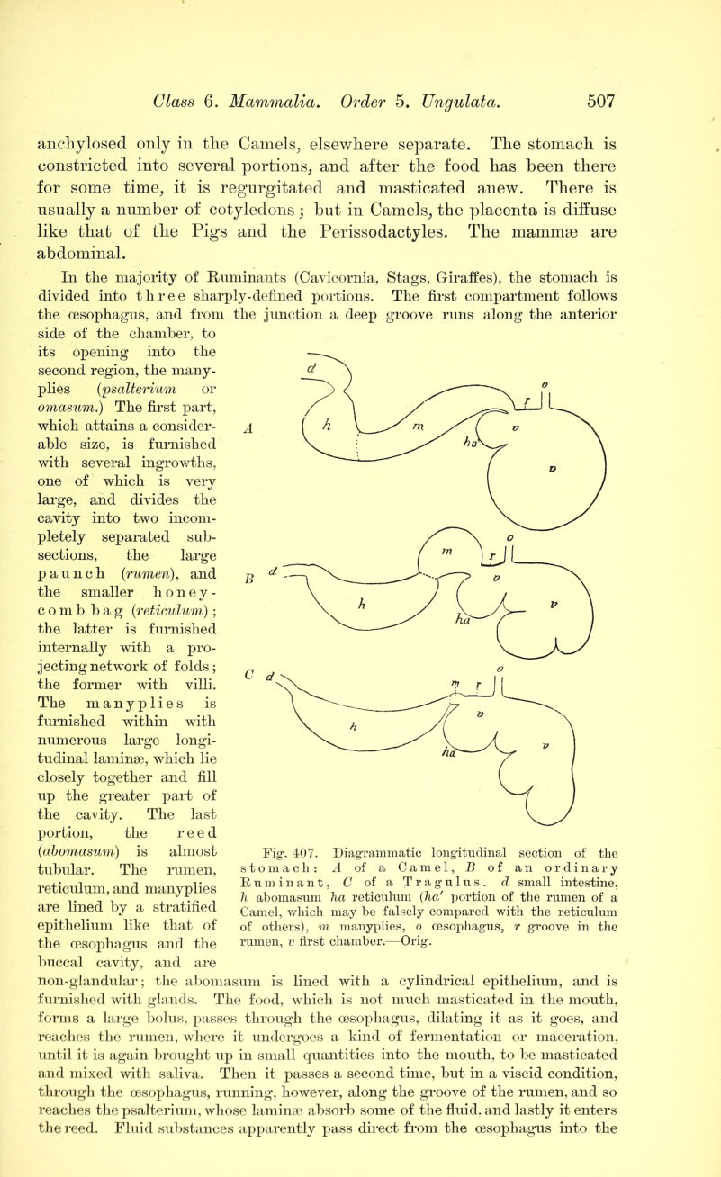 anchylosed only in the Camels^ elsewhere separate. The stomach is constricted into several portions, and after the food has been there for some time, it is regurgitated and masticated anew. There is usually a number of cotyledons ; but in Camels, the placenta is diffuse like that of the Pigs and the Perissodactyles. The mammae are abdominal. In the majority of Ruminants (Cavicornia, Stags, Giraffes), the stomach is divided into three sharply-defined portions. The first compartment follows the oesophagus, and from the junction a deep groove runs along the anterior side of the chamber, to its opening into the second region, the many- plies ('psalterium or omasum.) The first part, which attains a consider- able size, is furnished with several ingrowths, one of which is very large, and divides the cavity into two incom- pletely separated sub- sections, the large paunch (rumen), and the smaller honey- comb bag (reticulum) ; the latter is furnished internally with a pro- jecting network of folds; the former with villi. The manyplies is furnished within with numerous large longi- tudinal laminae, which lie closely together and fill up the greater part of the cavity. The last portion, the reed (abomasum) is almost tubular. The rumen, reticulum, and manyplies are lined by a stratified epithelium like that of the oesophagus and the buccal cavity, and are non-glandular; the abomasum is lined with a cylindrical epithelium, and is furnished with glands. The food, which is not much masticated in the mouth, forms a large bolus, passes through the oesophagus, dilating it as it goes, and reaches the rumen, where it undergoes a kind of fermentation or maceration, until it is again brought up in small quantities into the mouth, to be masticated and mixed with saliva. Then it passes a second time, but in a viscid condition, through the oesophagus, running, however, along the groove of the rumen, and so reaches the psalterium, whose laminae absorb some of the fluid, and lastly it enters the reed. Fluid substances apparently pass direct from the oesophagus into the Fig1. 407. Diagrammatic longitudinal section of the stomach: A of a Camel, B of an ordinary Ruminant, G of a Tragulus. d small intestine, In abomasum ha reticulum (ha' portion of the rumen of a Camel, which may be falsely compared with the reticulum of others), m manyplies, o oesophagus, r groove in the rumen, v first chamber.—Orig.