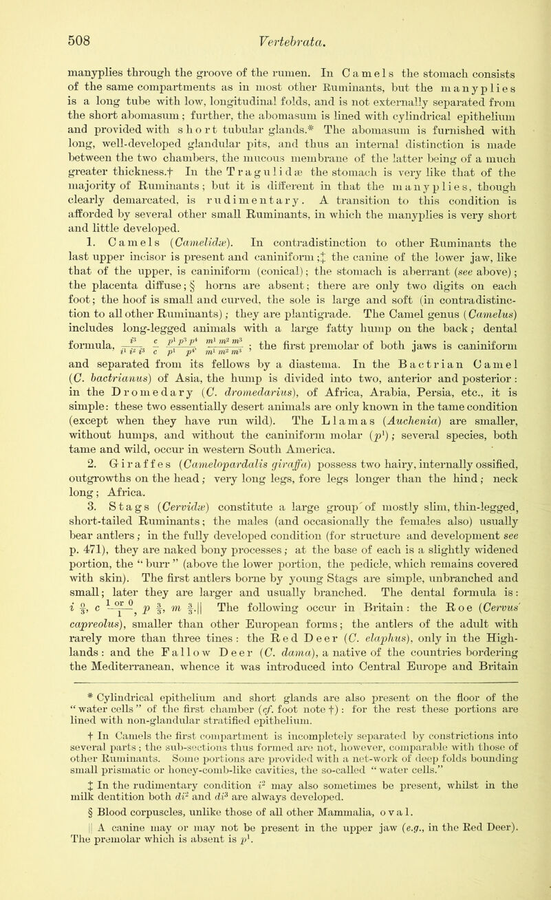 manyplies through the groove of the rumen. In Camels the stomach consists of the same compartments as in most other Ruminants, hut the manyplies is a long tube with low, longitudinal folds, and is not externally separated from the short abomasum; further, the abomasum is lined with cylindrical epithelium and provided with short tubular glands.* * * § The abomasum is furnished with long, well-developed glandular pits, and thus an internal distinction is made between the two chambers, the mucous membrane of the latter being of a much greater thickness.f In the T r a g u 1 i d se the stomach is very like that of the majority of Ruminants; but it is different in that the manyplies, though clearly demarcated, is rudimentary. A transition to this condition is afforded by several other small Ruminants, in which the manyplies is very short and little developed. 1. Camels (Gamelidx). In contradistinction to other Ruminants the last upper incisor is present and caniniform ;J the canine of the lower jaw, like that of the upper, is caniniform (conical); the stomach is aberrant (see above); the placenta diffuse; § horns are absent; there are only two digits on each foot; the hoof is small and curved, the sole is large and soft (in contradistinc- tion to all other Ruminants); they are plantigrade. The Camel genus (Camelus) includes long-legged animals with a large fatty hump on the back; dental formula, ^-r3 ~ ^ ; the first premolar of both jaws is caniniform and separated from its fellows by a diastema. In the Bactrian Camel (C. bactrianus) of Asia, the hump is divided into two, anterior and posterior : in the Dromedary (C. dromedarius), of Africa, Arabia, Persia, etc., it is simple: these two essentially desert animals are only known in the tame condition (except when they have run wild). The Llamas (Auchenia) are smaller, without humps, and without the caniniform molar (pl); several species, both tame and wild, occur in western South America. 2. Giraffes (Camelopardalis giraffa) possess two hairy, internally ossified, outgrowths on the head; very long legs, fore legs longer than the hind; neck long; Africa. 3. Stags (Cervidx) constitute a large group'of mostly slim, thin-legged, short-tailed Ruminants; the males (and occasionally the females also) usually bear antlers; in the fully developed condition (for structure and development see p. 471), they are naked bony processes; at the base of each is a slightly widened portion, the “ burr ” (above the lower portion, the pedicle, which remains covered with skin). The first antlers borne by young Stags are simple, unbranched and small; later they are larger and usually branched. The dental formula is: i f, c —? p f-, m -|.|| The following occur in Britain: the Roe (Cervus capreolus), smaller than other European forms; the antlers of the adult with rarely more than three tines: the Red Deer (0. elaplius), only in the High- lands: and the Fallow Deer (C. dama), a native of the countries bordering the Mediterranean, whence it was introduced into Central Europe and Britain * Cylindrical epithelium and short glands are also present on the floor of the “ water cells ” of the first chamber (c/. foot note f) : for the rest these portions are lined with non-glandular stratified epithelium. f In Camels the first compartment is incompletely separated by constrictions into several parts; the sub-sections thus formed are not, however, comparable with those of other Ruminants. Some portions are provided with a net-work of deep folds bounding small prismatic or honey-comb-like cavities, the so-called “ water cells.” X In the rudimentary condition i2 may also sometimes be present, whilst in the milk dentition both di2 and di3 are always developed. § Blood corpuscles, unlike those of all other Mammalia, oval. |j A canine may or may not be present in the upper jaw (e.g., in the Red Deer). The premolar which is absent is pl.