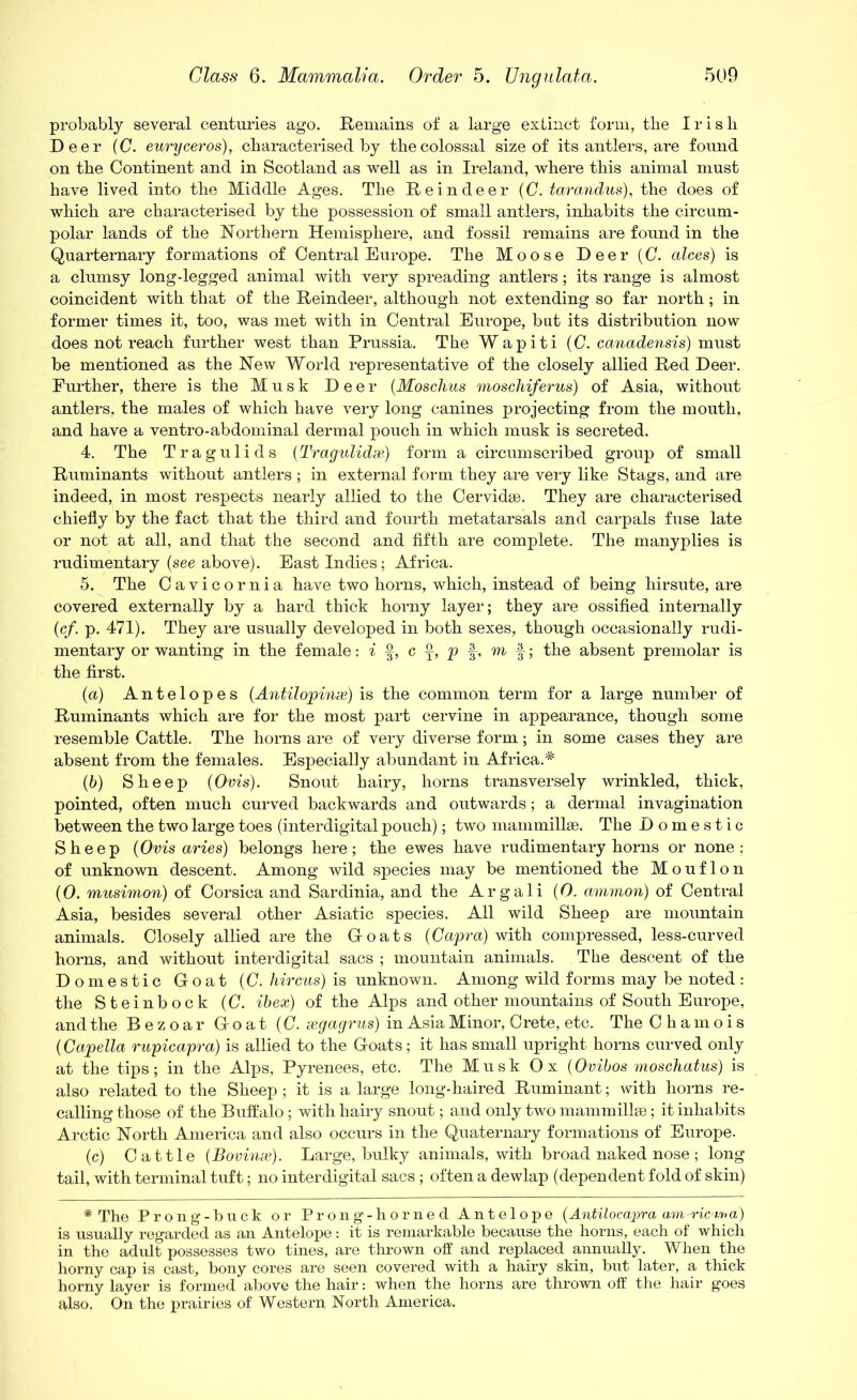 probably several centuries ago. Remains of a large extinct form, the Irish Deer (C. euryceros), characterised by the colossal size of its antlers, are found on the Continent and in Scotland as well as in Ireland, where this animal must have lived into the Middle Ages. The Reindeer (C. tarandus), the does of which are characterised by the possession of small antlers, inhabits the circum- polar lands of the Northern Hemisphere, and fossil remains are found in the Quarternary formations of Central Europe. The Moose Deer (C. dices) is a clumsy long-legged animal with very spreading antlers; its range is almost coincident with that of the Reindeer, although not extending so far north; in former times it, too, was met with in Central Europe, bat its distribution now does not reach further west than Prussia. The Wapiti (0. canadensis) must be mentioned as the New World representative of the closely allied Red Deer. Further, there is the Musk Deer (.Moschus moschiferus) of Asia, without antlers, the males of which have very long canines projecting from the mouth, and have a ventro-abdominal dermal pouch in which musk is secreted. 4. The Tragulids (Tragulidx) form a circumscribed group of small Ruminants without antlers ; in external form they are very like Stags, and are indeed, in most respects nearly allied to the Cervidse. They are characterised chiefly by the fact that the third and fourth metatarsals and carpals fuse late or not at all, and that the second and fifth are complete. The manyplies is rudimentary (see above). East Indies; Africa. 5. The Cavicornia have two horns, which, instead of being hirsute, are covered externally by a hard thick horny layer; they are ossified internally (cf. p. 471). They are usually developed in both sexes, though occasionally rudi- mentary or wanting in the female: i §, c f, p f, m f-; the absent premolar is the first. (a) Antelopes (Antilopinse) is the common term for a large number of Ruminants which are for the most part cervine in appearance, though some resemble Cattle. The horns are of very diverse form; in some cases they are absent from the females. Especially abundant in Africa.* (b) Sheep (Ovis). Snout hairy, horns transversely wrinkled, thick, pointed, often much curved backwards and outwards; a dermal invagination between the two large toes (interdigital pouch); two mammillae. The Domestic Sheep (Ovis aries) belongs here; the ewes have rudimentary horns or none: of unknown descent. Among wild species may be mentioned the Mouflon (0. musimon) of Corsica and Sardinia, and the Argali (O. ammon) of Central Asia, besides several other Asiatic species. All wild Sheep are mountain animals. Closely allied are the Goats (Copra) with compressed, less-curved horns, and without interdigital sacs ; mountain animals. The descent of the Domestic Goat (C. hircus) is unknown. Among wild forms may be noted : the Steinbock (C. ibex) of the Alps and other mountains of South Europe, and the Bezoar Goat (C. xgdgrus) in Asia Minor, Crete, etc. The Chamois (Capella rupicapra) is allied to the Goats; it has small upright horns curved only at the tips; in the Alps, Pyrenees, etc. The Musk Ox (Ovibos moschatus) is also related to the Sheep ; it is a large long-haired Ruminant; with horns re- calling those of the Buffalo; with hairy snout; and only two mammillae; it inhabits Arctic North America and also occurs in the Quaternary formations of Europe. (c) Cattle (Bovinx). Large, bulky animals, with broad naked nose ; long tail, with terminal tuft; no interdigital sacs; often a dewlap (dependent fold of skin) * The Prong-buck or Prong-horned Antelope (Antilocapra am -ric iva) is usually regarded as an Antelope: it is remarkable because the horns, each of which in the adult possesses two tines, are thrown off and replaced annually. When the horny cap is cast, bony cores are seen covered with a hairy skin, but later, a thick horny layer is formed above the hair: when the horns are thrown off the hair goes also, On the prairies of Western North America.