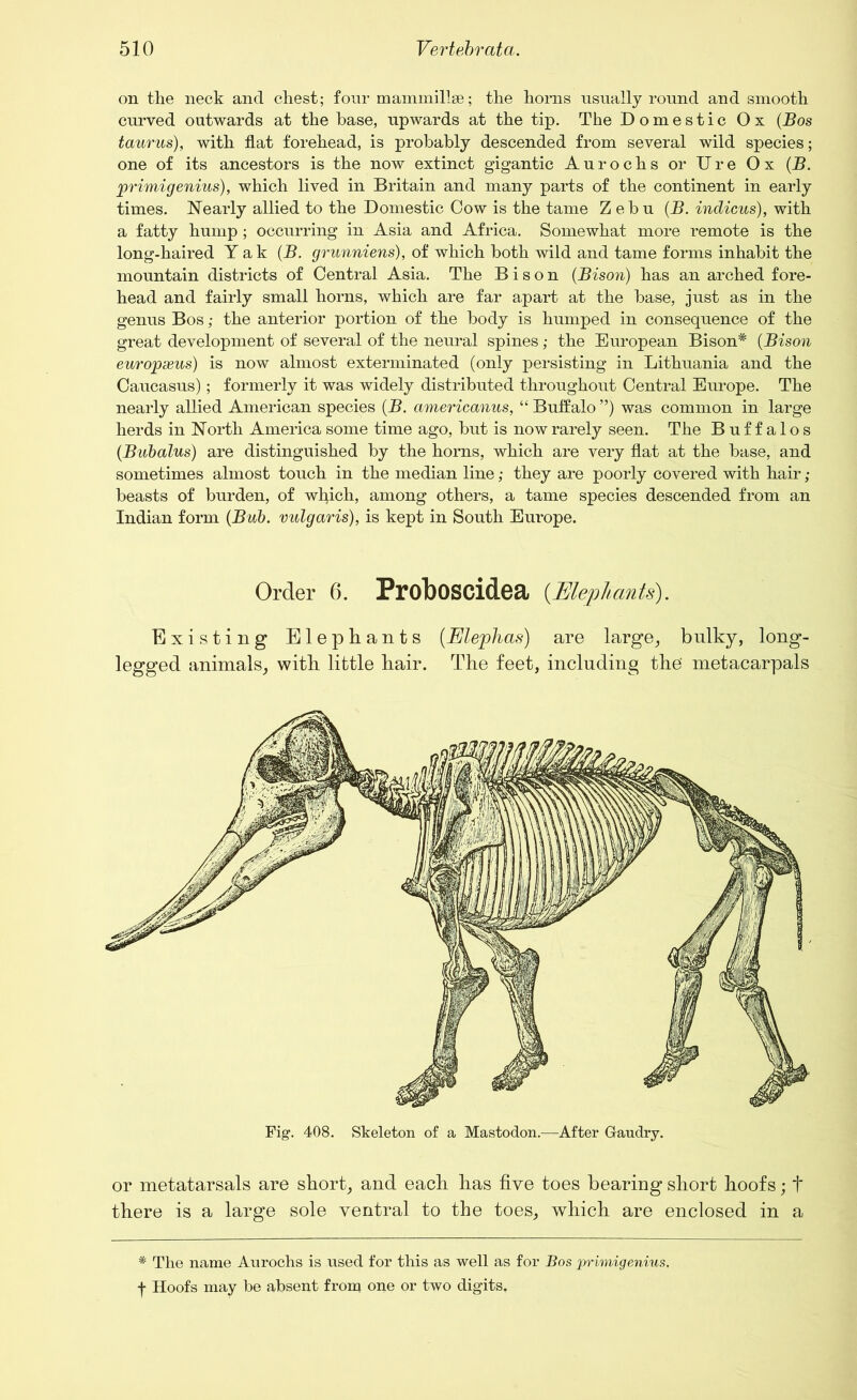 on the neck and chest; four mammillae; the horns usually round and smooth curved outwards at the base, upwards at the tip. The Domestic Ox (Bos taurus), with flat forehead, is probably descended from several wild species; one of its ancestors is the now extinct gigantic Aurochs or Ure Ox (B. jprimigenius), which lived in Britain and many parts of the continent in early times. Nearly allied to the Domestic Cow is the tame Zebu (B. indicus), with a fatty hump; occurring in Asia and Africa. Somewhat more remote is the long-haired Yak (B. grunniens), of which both wild and tame forms inhabit the mountain districts of Central Asia. The Bison (Bison) has an arched fore- head and fairly small horns, which are far apart at the base, just as in the genus Bos; the anterior portion of the body is humped in consequence of the great development of several of the neural spines; the European Bison* (Bison europxus) is now almost exterminated (only persisting in Lithuania and the Caucasus); formerly it was widely distributed throughout Central Europe. The nearly allied American species (B. americanus, “Buffalo”) was common in large herds in North America some time ago, but is now rarely seen. The Buffalos (.Bubalus) are distinguished by the horns, which are very flat at the base, and sometimes almost touch in the median line; they are poorly covered with hair; beasts of burden, of which, among others, a tame species descended from an Indian form (Bub. vulgaris), is kept in South Europe. Order 6. Proboscidea (Elephants). Existing Elephants (Elephas) are large, bulky, long- legged animals, with little hair. The feet, including the' metacarpals Fig. 408. Skeleton of a Mastodon.—After G-audry. or metatarsals are short, and each has five toes bearing short hoofs; + there is a large sole ventral to the toes, which are enclosed in a * The name Aurochs is used for this as well as for Bos jprimigenius. I Hoofs may be absent from one or two digits.