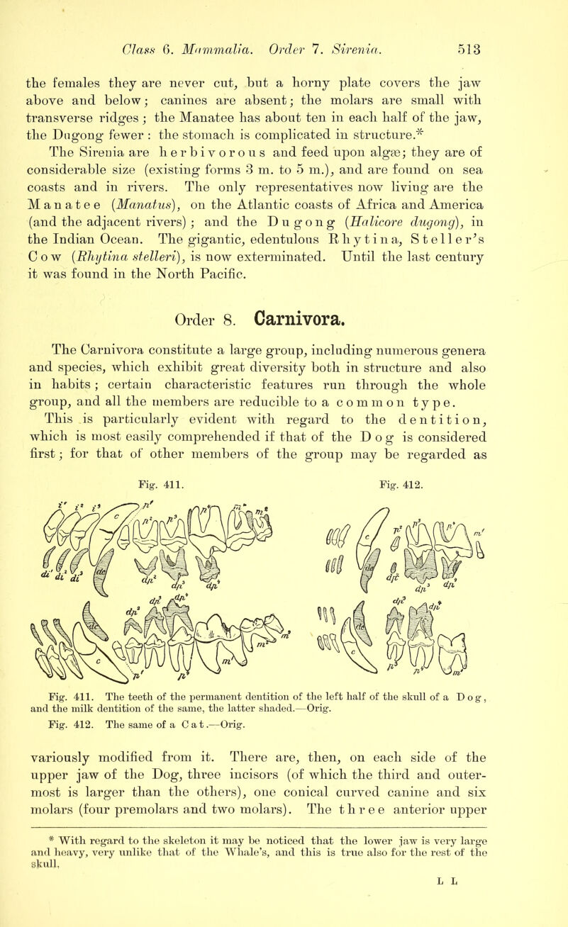 the females they are never cut, but a horny plate covers the jaw above and below; canines are absent; the molars are small with transverse ridges; the Manatee has about ten in each half of the jaw, the Dugong fewer : the stomach is complicated in structured The Sirenia are herbivorous and feed upon algas; they are of considerable size (existing forms 3 m. to 5 m.), and are found on sea coasts and in rivers. The only representatives now living are the Manatee (Manatus), on the Atlantic coasts of Africa and America (and the adjacent rivers) ; and the Du gong (Halicore dugong), in the Indian Ocean. The gigantic, edentulous Rliytina, StelleUs Cow (Rhytina stelleri), is now exterminated. Until the last century it was found in the North Pacific. Order 8. Carnivora. The Carnivora constitute a large group, including numerous genera and species, which exhibit great diversity both in structure and also in habits; certain characteristic features run through the whole group, and all the members are reducible to a common type. This is particularly evident with regard to the dentition, which is most easily comprehended if that of the D o g is considered first; for that of other members of the group may be regarded as Fig-. 411. Fig. 412. Fig. 411. The teeth of the permanent dentition of the left half of the skull of a Fog, and the milk dentition of the same, the latter shaded.—Orig. Fig. 412. The same of a Cat.—Orig. variously modified from it. There are, then, on each side of the upper jaw of the Dog, three incisors (of which the third and outer- most is larger than the others), one conical curved canine and six molars (four premolars and two molars). The three anterior upper * With regard to the skeleton it may be noticed that the lower jaw is very large and heavy, very unlike that of the Whale’s, and this is true also for the rest of the skull, L L