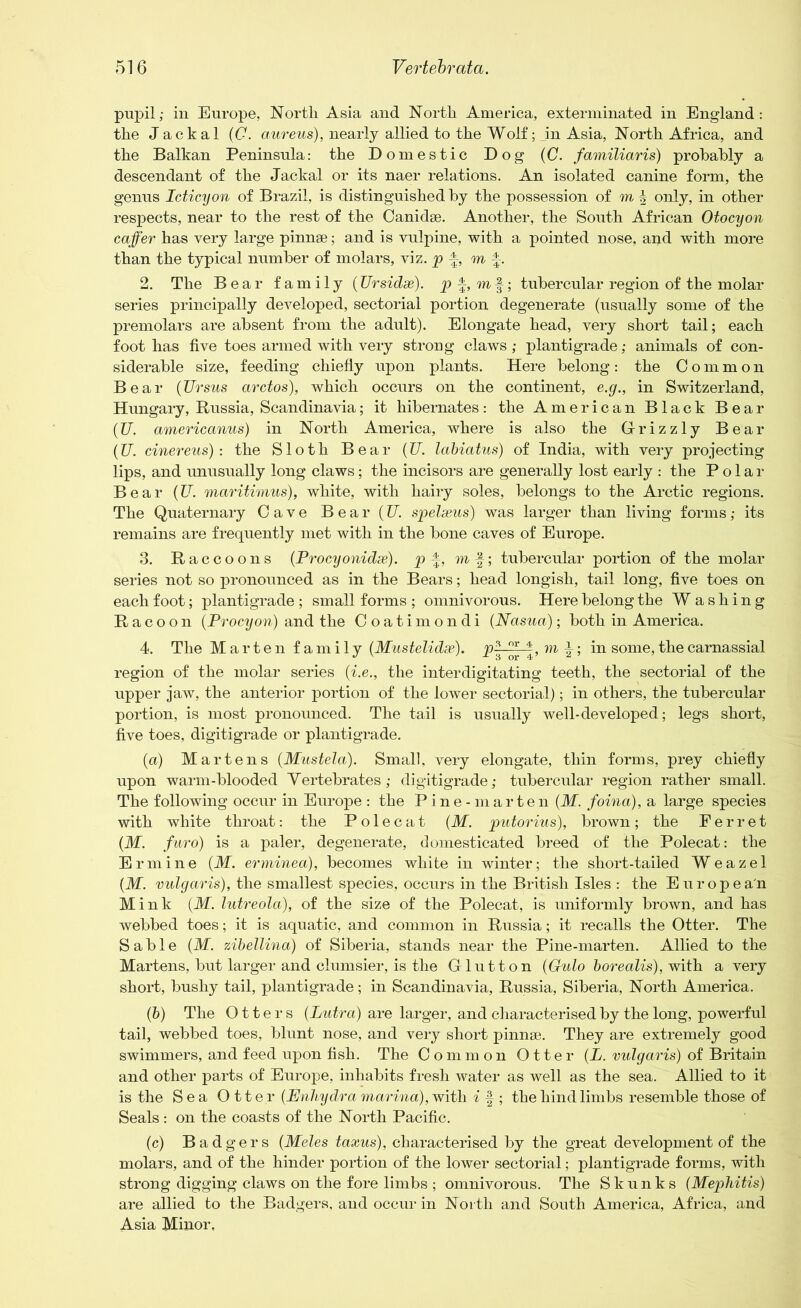 pupil; in Europe, North Asia and North America, exterminated in England: the Jackal (C. aureus), nearly allied to the Wolf; in Asia, North Africa, and the Balkan Peninsula: the Domestic Dog (C. familiaris) probably a descendant of the Jackal or its naer relations. An isolated canine form, the genus Icticyon of Brazil, is distinguished by the possession of m ^ only, in other respects, near to the rest of the Canidse. Another, the South African Otocyon caffer has very large pinnae; and is vulpine, with a pointed nose, and with more than the typical number of molars, viz. p f, m f. 2. The Bear family (TJrsidse). p f, m|; tubercular region of the molar series principally developed, sectorial portion degenerate (usually some of the premolars are absent from the adult). Elongate head, very short tail; each foot has five toes armed with very strong claws; plantigrade; animals of con- siderable size, feeding chiefly upon plants. Here belong : the C o m m o n Bear (TJrsus arctos), which occurs on the continent, e.g., in Switzerland, Hungary, Russia, Scandinavia; it hibernates: the American Black Bear (Z7. americanus) in North America, where is also the Grizzly Bear (U. cinereus): the Sloth Bear (Z7. labiatus) of India, with very projecting lips, and unusually long claws; the incisors are generally lost early : the Polar Bear (77. maritimus), white, with hairy soles, belongs to the Arctic regions. The Quaternary Cave B e a r (Z7. spelseus) was larger than living forms; its remains are frequently met with in the bone caves of Europe. 3. Raccoons (Procyonidx). p m f-; tubercular portion of the molar series not so pronounced as in the Bears; head longish, tail long, five toes on each foot; plantigrade ; small forms ; omnivorous. Here belong the W ashing Racoon (Procyon) and the Coatimondi (Nasua); both in America. 4. The Marten family (Mustelidse). ^; in some, the carnassial region of the molar series (he., the interdigitating teeth, the sectorial of the upper jaw, the anterior portion of the lower sectorial); in others, the tubercular portion, is most pronounced. The tail is usually well-developed; legs short, five toes, digitigrade or plantigrade. (a) Martens (Mustela). Small, very elongate, thin forms, prey chiefly upon warm-blooded Yertebrates; digitigrade; tubercular region rather small. The following occur in Europe : the Pine -mar ten (M. foina), a large species with white throat: the Polecat (M. putorius), brown; the Ferret (M. fur6) is a paler, degenerate, domesticated breed of the Polecat: the Ermine (M. erminea), becomes white in winter; the short-tailed Weazel (M. vulgaris), the smallest species, occurs in the British Isles : the Europea'n Mink (M. lutreola), of the size of the Polecat, is uniformly brown, and has webbed toes; it is aquatic, and common in Russia; it recalls the Otter. The Sable (M. zibellina) of Siberia, stands near the Pine-marten. Allied to the Martens, but larger and clumsier, is the Glutton (Gulo borealis), with a very short, bushy tail, plantigrade; in Scandinavia, Russia, Siberia, North America. (b) The Otters (Lutra) are larger, and characterised by the long, powerful tail, webbed toes, blunt nose, and very short pinnae. They are extremely good swimmers, and feed upon fish. The Common Otter (L. vulgaris) of Britain and other parts of Europe, inhabits fresh water as well as the sea. Allied to it is the Sea Otter (Eniiydra marina), with i f ; the hind limbs resemble those of Seals : on the coasts of the North Pacific. (c) Badgers (Meles taxus), characterised by the great development of the molars, and of the hinder portion of the lower sectorial; plantigrade forms, with strong digging claws on the fore limbs ; omnivorous. The Skunks (Mephitis) are allied to the Badgers, and occur in North and South America, Africa, and Asia Minor,