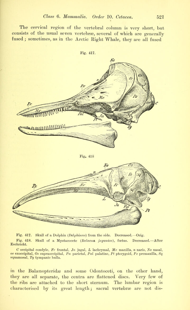 The cervical region of the vertebral column is very short, but consists of the usual seven vertebrae, several of which are generally fused; sometimes, as in the Arctic Right Whale, they are all fused Fig. 417. JVd Fig. 417. Skull of a Dolphin (Delphinus) from the side. Decreased.—Orig. Fig. 418. Skull of a Mystacocete (Balaena japonica), foetus. Decreased.—After Eschricht. C occipital condyle, Fr frontal, Ju jugal, L lachrymal, Mx maxilla, n naris, Na nasal, oe exoccipital, Os supraoccipital, Pa parietal, Pal palatine, Pt pterygoid, Px premaxilla, Sq squamosal, Ty tympanic bulla. in the Balgenopteridse and some Odontoceti, on the other hand, they are all separate, the centra are flattened discs. Very few of the ribs are attached to the short sternum. The lumbar region is characterised by its great length; sacral vertebrae are not dis-